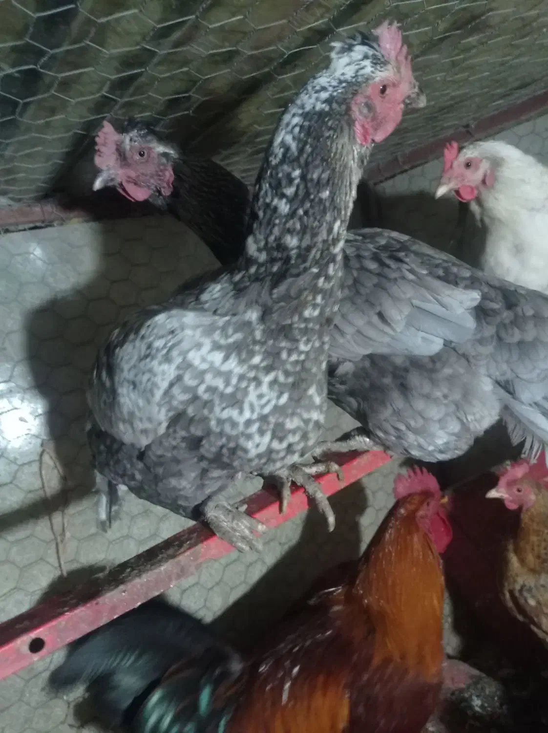 فروش دومرغ لاری اصل رنگ استثنا|حیوانات مزرعه|بانه, |دیوار