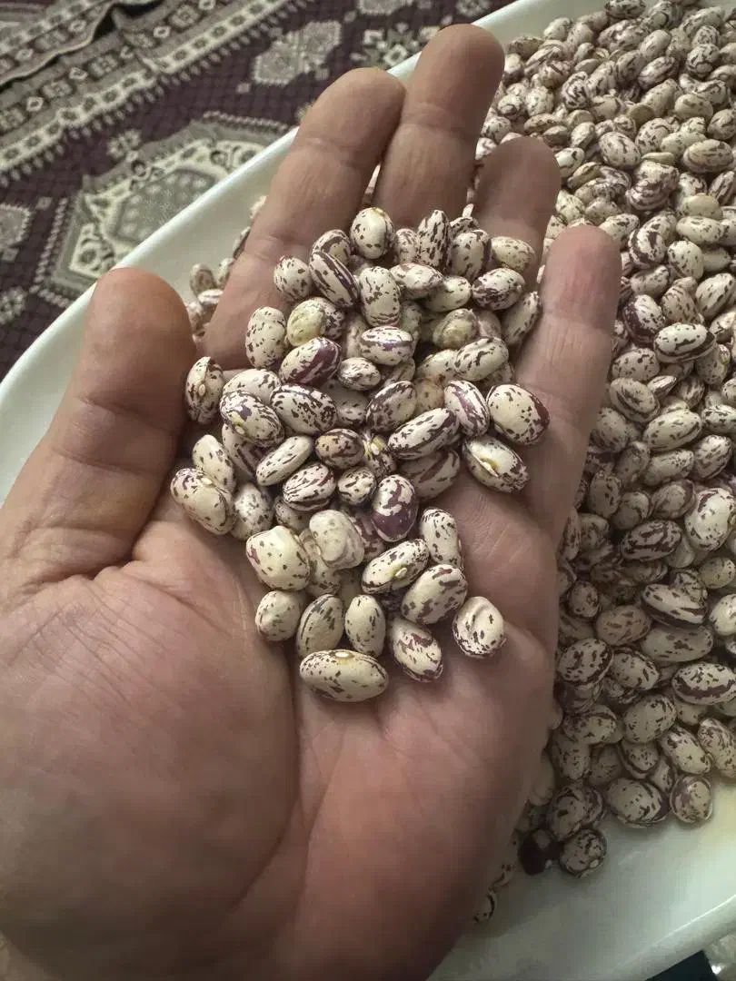 لوبیا چیتی ممتازمحصول امسال (سراب آذربایجان شرقی)|خوردنی و آشامیدنی|تهران, امام زاده حسن|دیوار