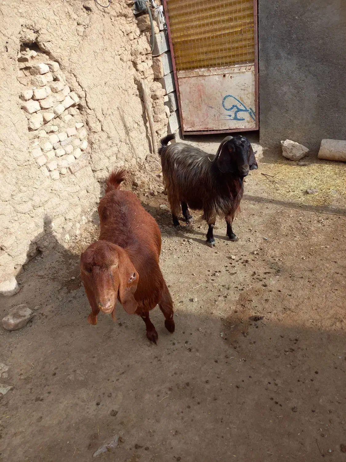 بز داشتی آبستن|حیوانات مزرعه|گهواره, |دیوار