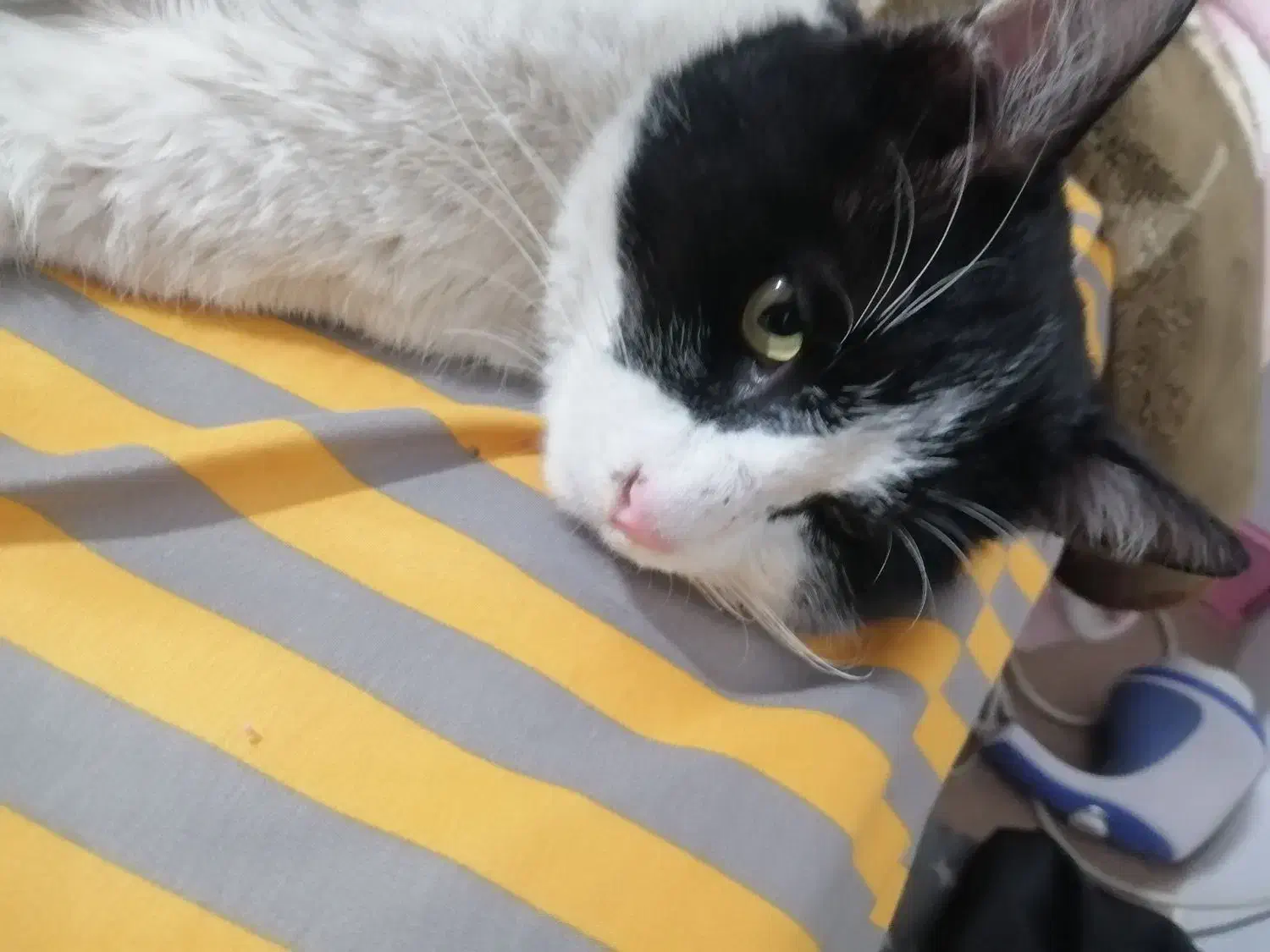 واگذاری دی اس اچ|گربه|سنندج, |دیوار