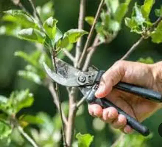 هرس کاری درختان|خدمات باغبانی و درختکاری|تبریز, |دیوار