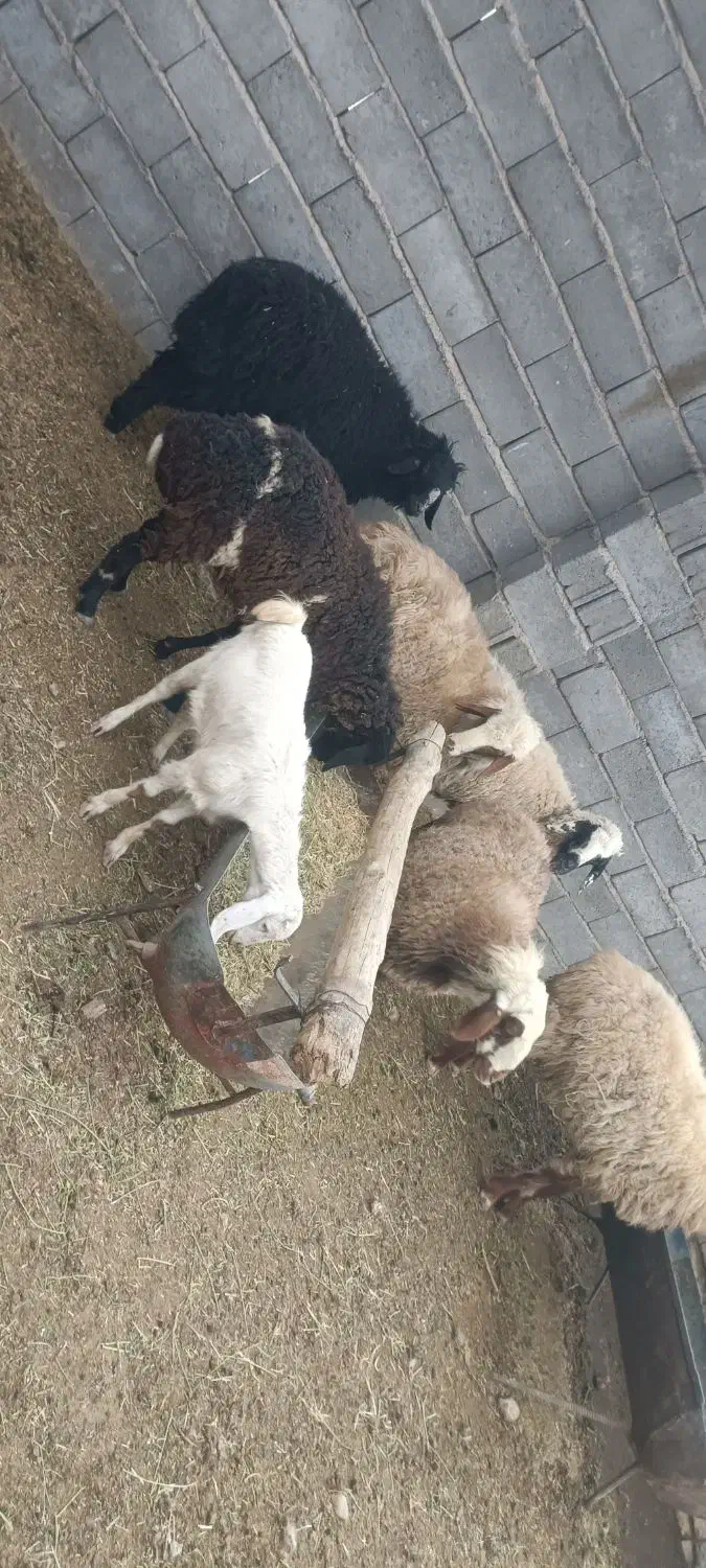 میش معاوضه با گاو یا گوساله|حیوانات مزرعه|شهر بابک, |دیوار