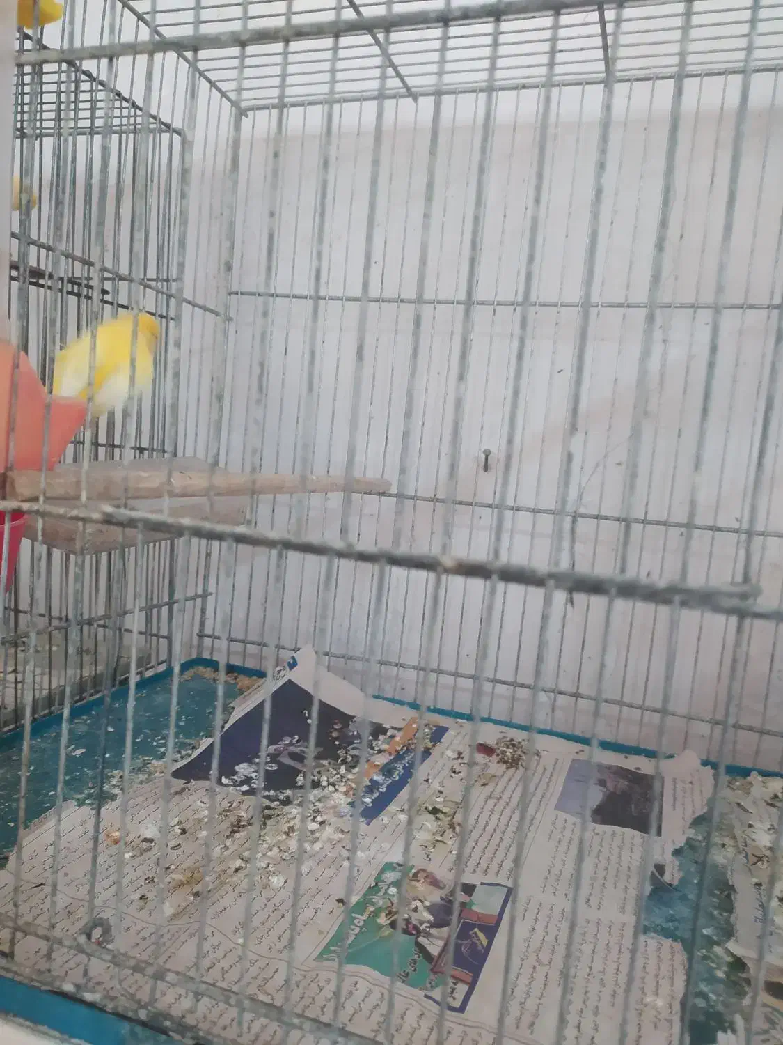 قناری رنگ روشن درجه 1|پرنده|قم, حاج خلیل|دیوار