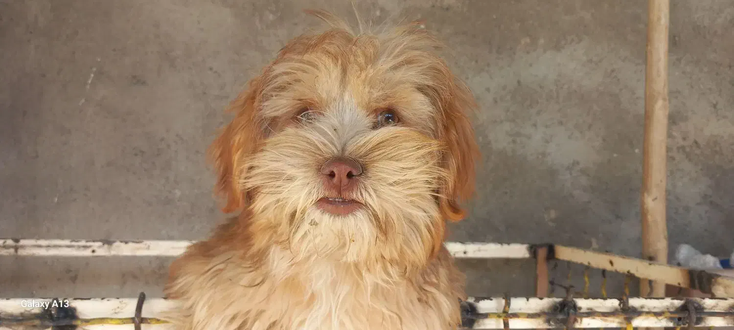 شیتزو|سگ|ابهر, |دیوار