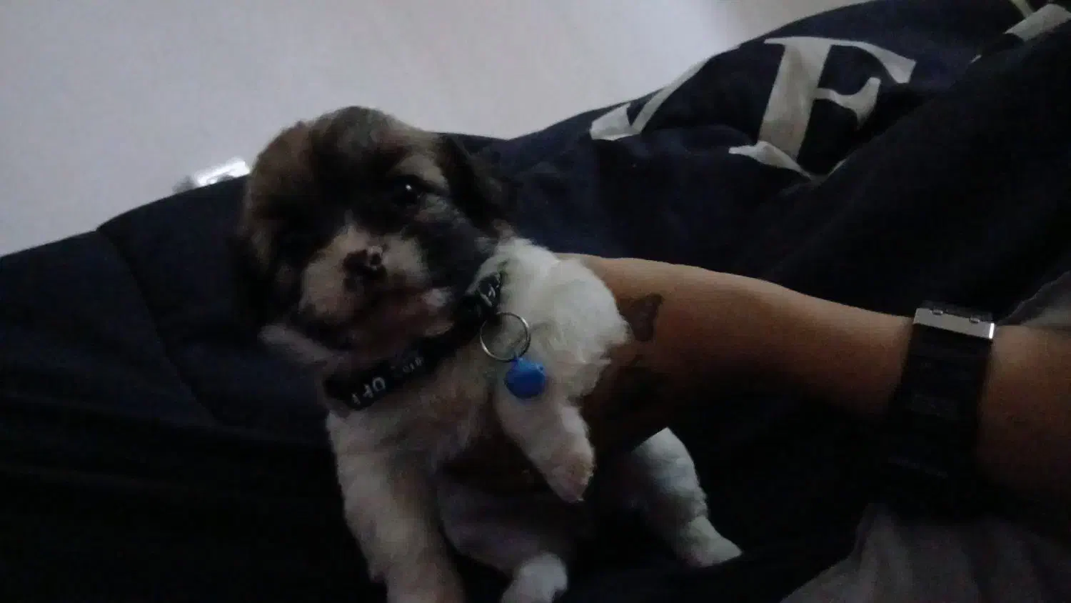 سگ جیبی پنج .۵ فروش فوری|سگ|بندر انزلی, سامانسر|دیوار