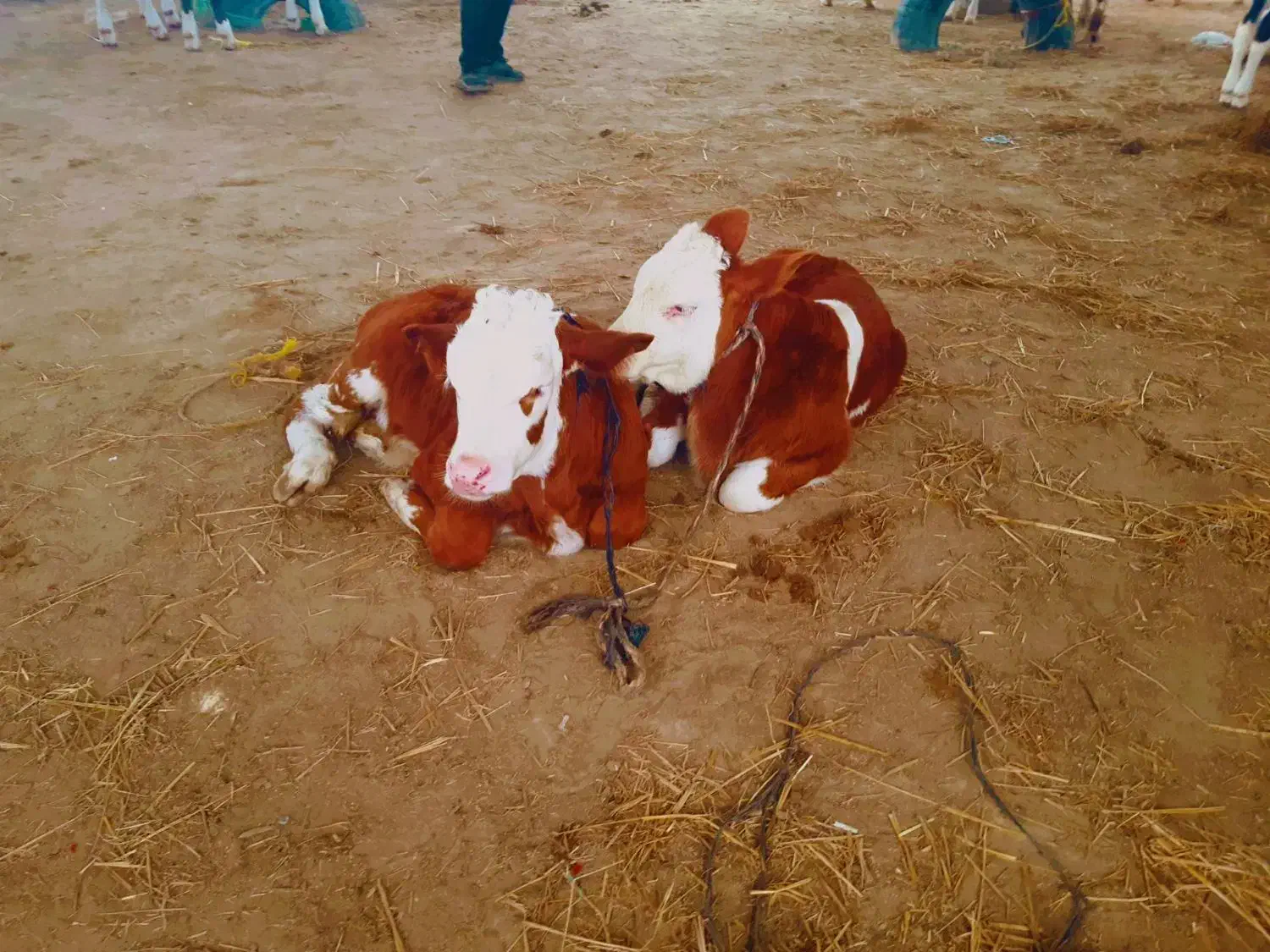 بهترین جنس کشور|حیوانات مزرعه|سیجوال, |دیوار