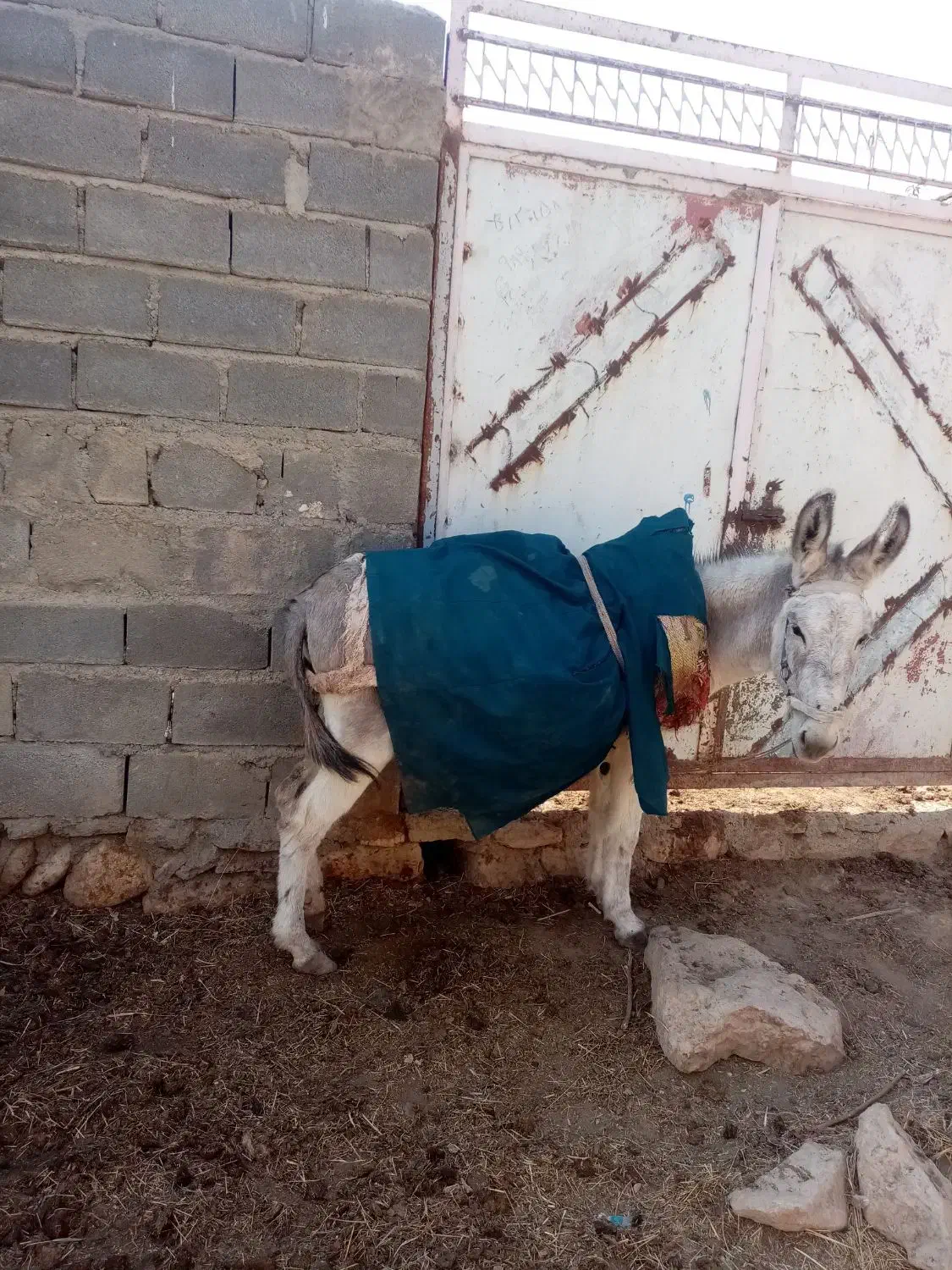 فروش الاغ گوسفندی سن تقریبعلا 6 سال|حیوانات مزرعه|شیروان (خراسان), |دیوار