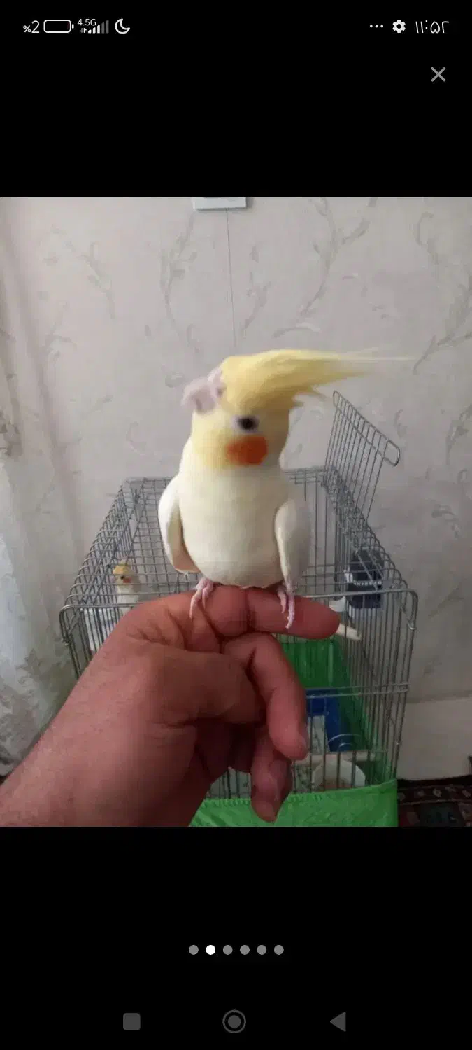 عروس هلندی|پرنده|تهران, نیروی دریایی|دیوار