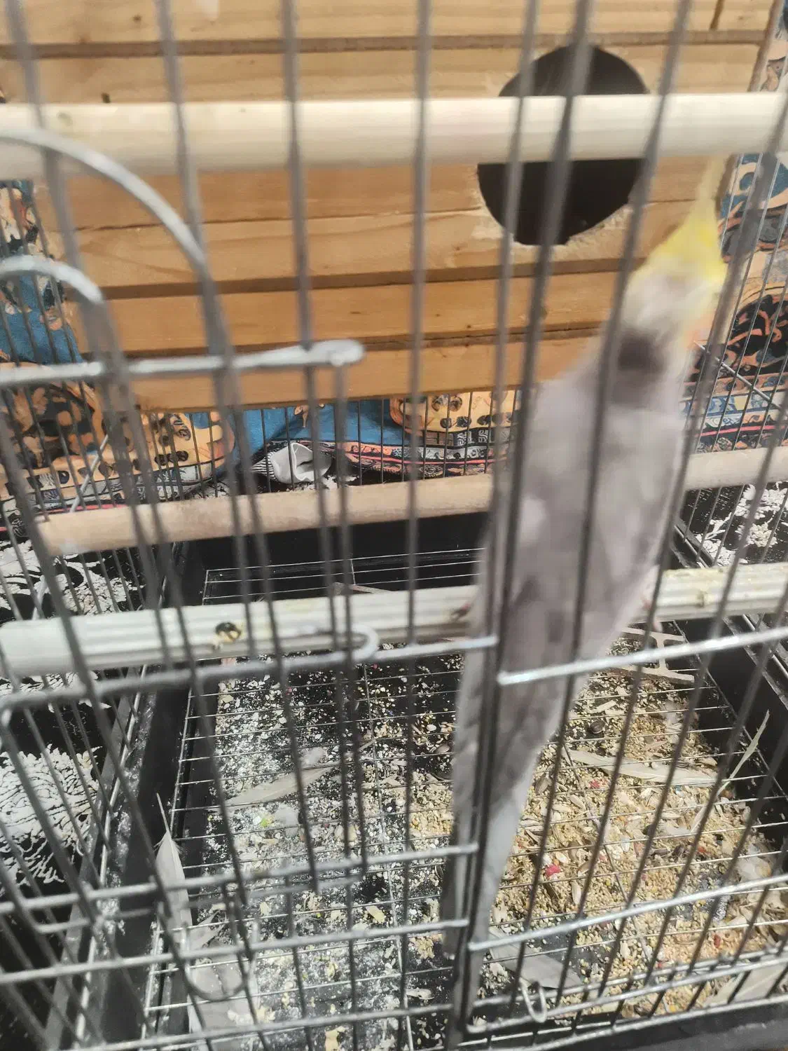 عروس هلندی|پرنده|چهارباغ, |دیوار