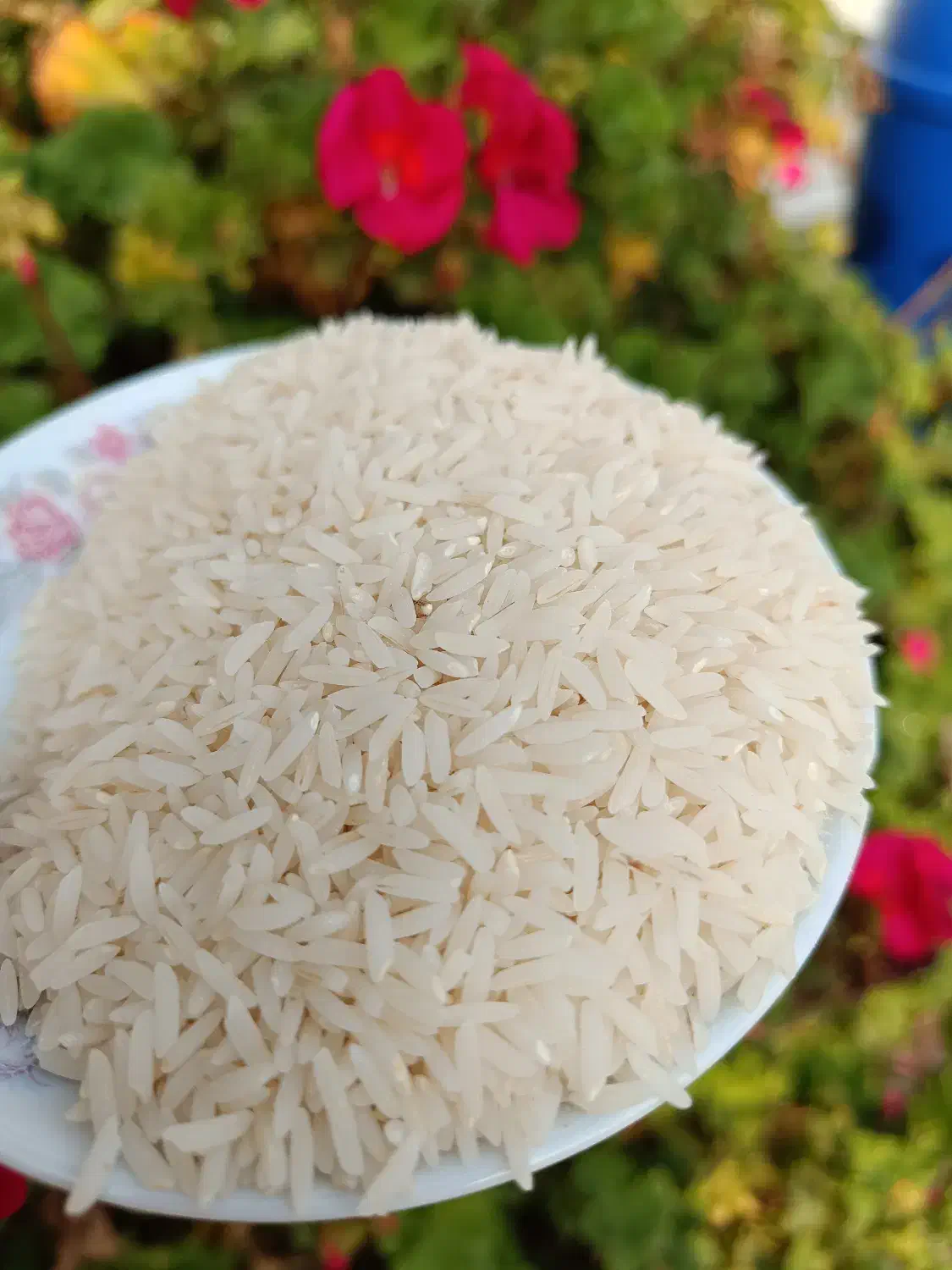 فروش برنج دونوج|خوردنی و آشامیدنی|قائم‌شهر, |دیوار