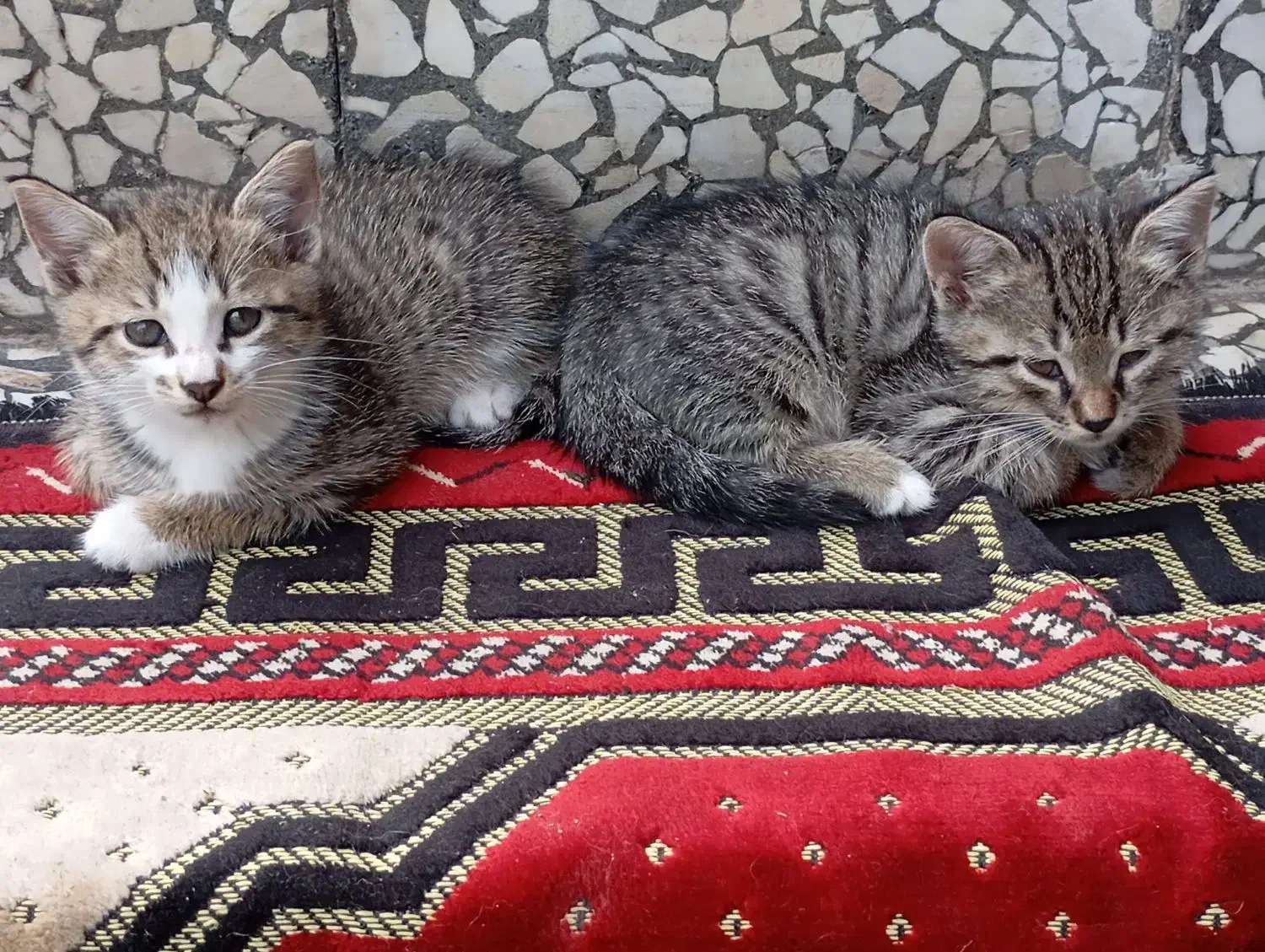 واگذار چند عدد بچه گربه|گربه|لولمان, |دیوار