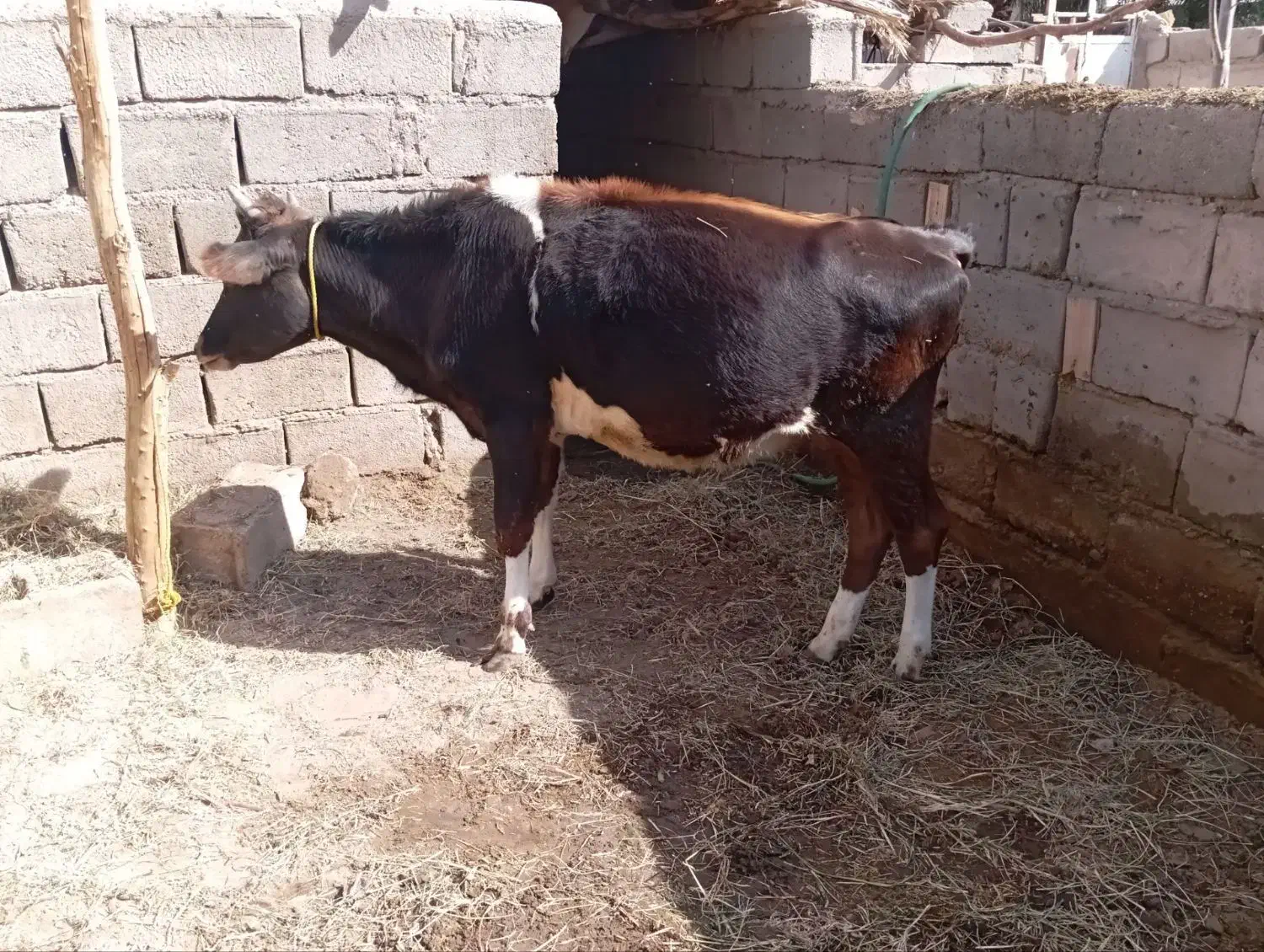 حیوانات مزرعه|حیوانات مزرعه|گنبکی, |دیوار