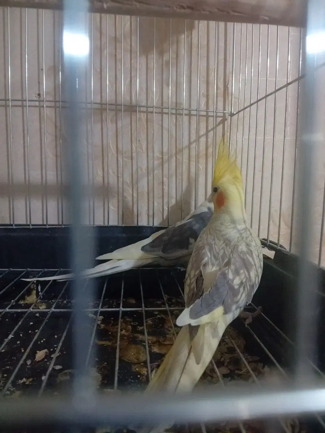 عروس هلندی مولد|پرنده|قرچک, میرزائی جنوبی|دیوار