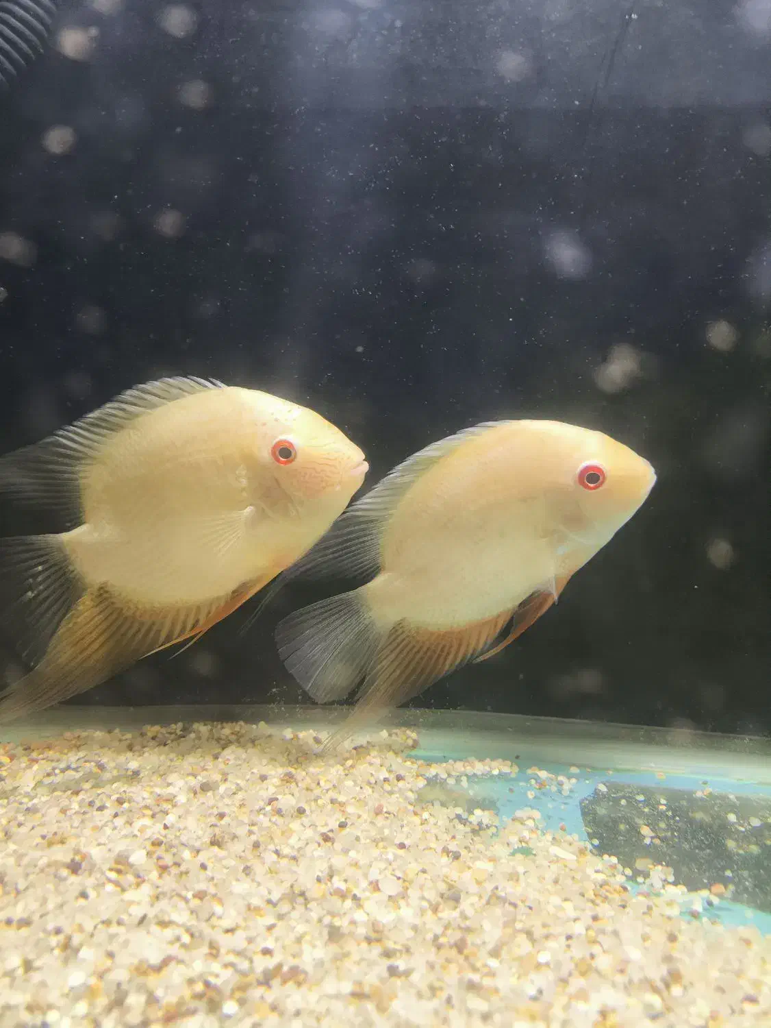 تعدادی ماهی گیاهخوار|ماهی|زابل, |دیوار