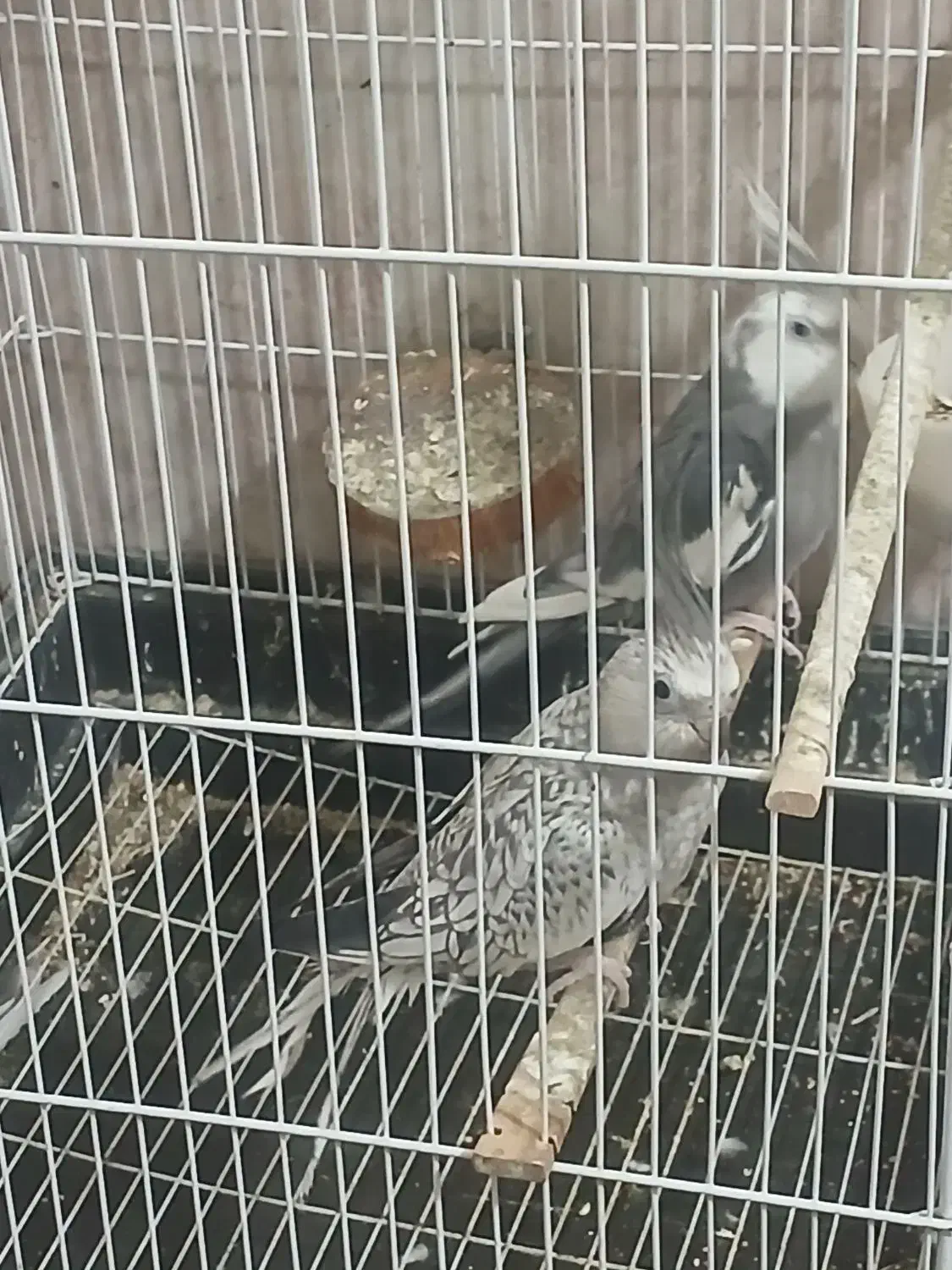 تعدادی عروس هلندی|پرنده|قشم, |دیوار