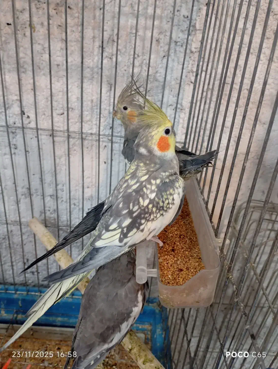 طوطی عروس هلندی و برزیلی و فنچ گلدین|پرنده|محمدیه-قزوین, |دیوار