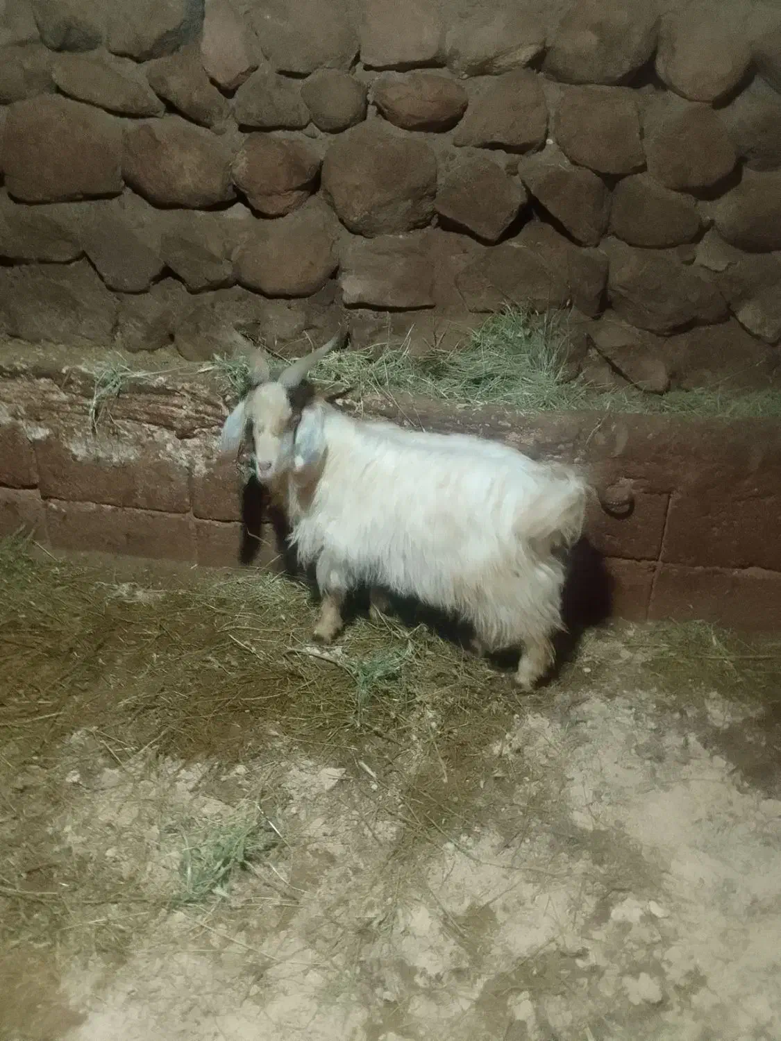 بزغاله|حیوانات مزرعه|باسمنج, |دیوار