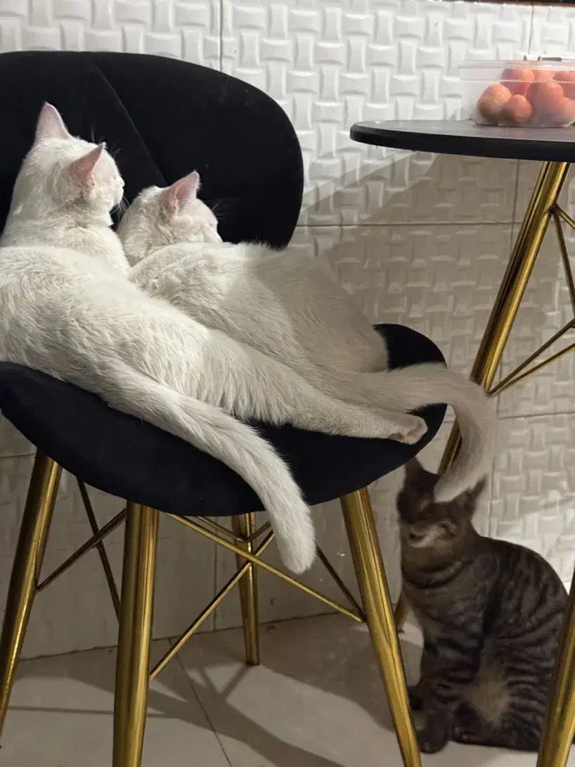 واگذاری دو گربه نر|گربه|شیراز, شهرک مدرس|دیوار