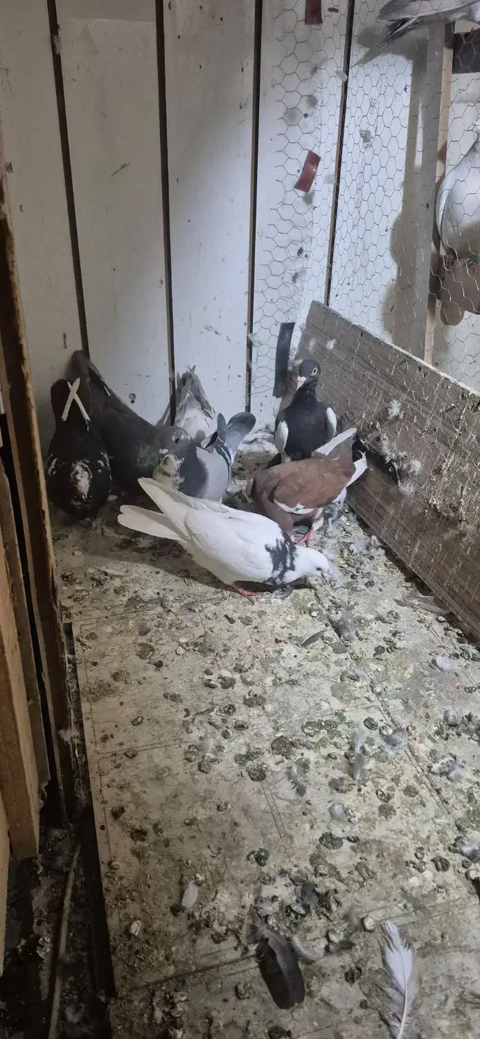 ۷ تا حیون سالم  ۱۲۰۰|پرنده|تهران, بهارستان|دیوار