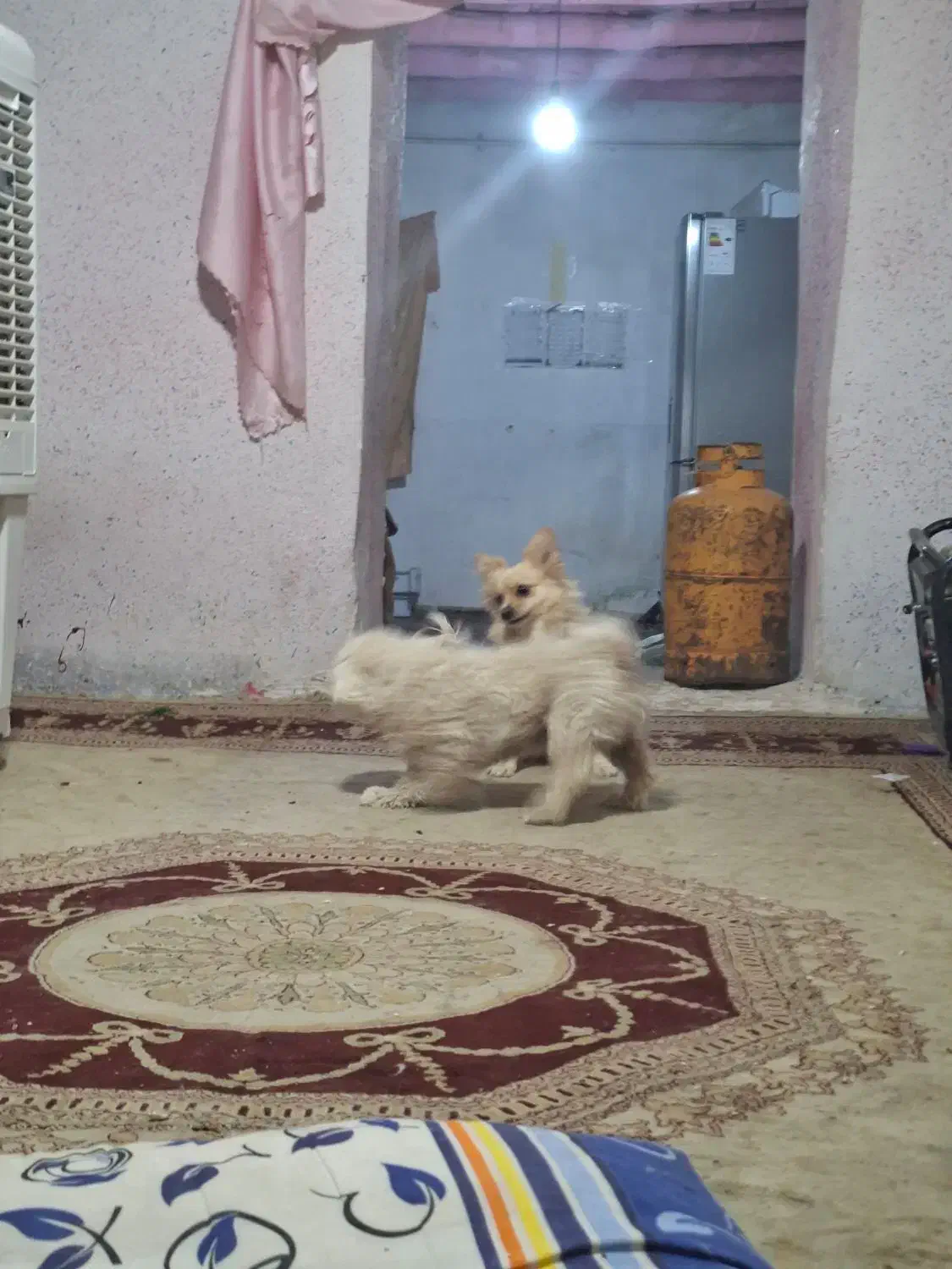 پامر و شیتزو|سگ|شیراز, اصلاح‌نژاد|دیوار