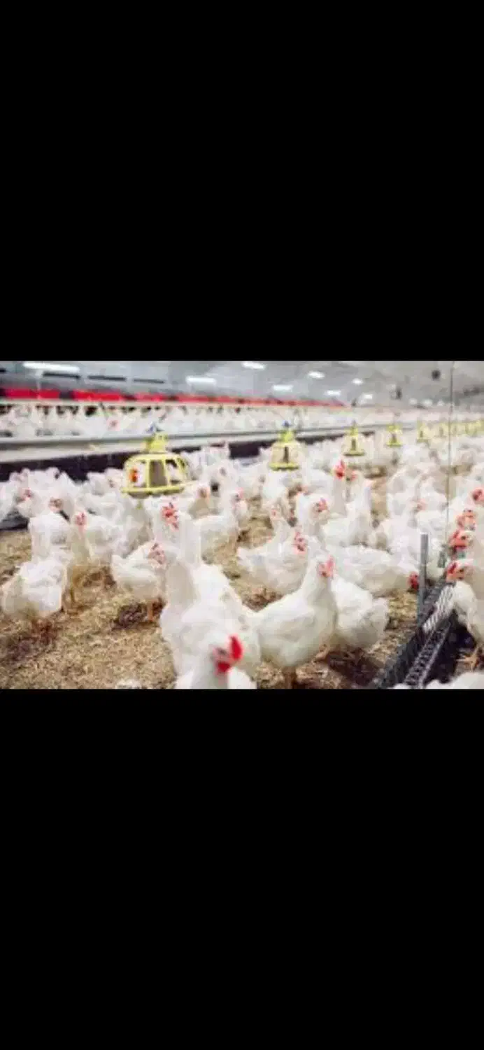 استخدام نیروی کار برای مرغداری|استخدام صنعتی، فنی، مهندسی|نورآباد, |دیوار