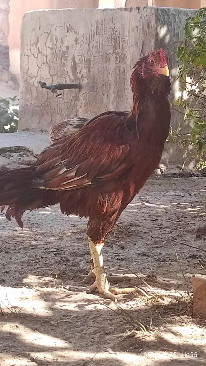 خروس و مرغ لاری|حیوانات مزرعه|قزوین, |دیوار