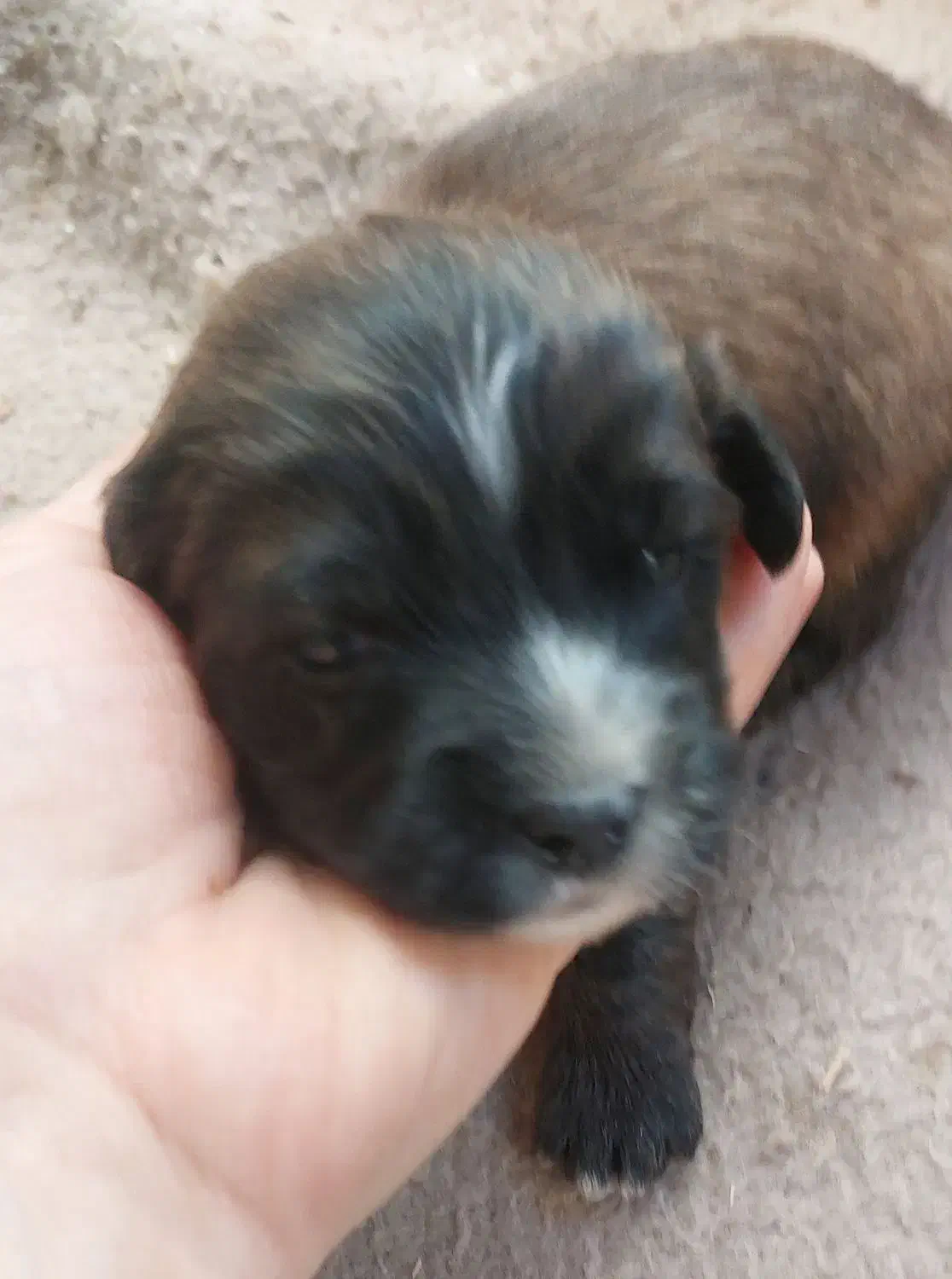 واگذاری شیتزو|سگ|ساری, |دیوار