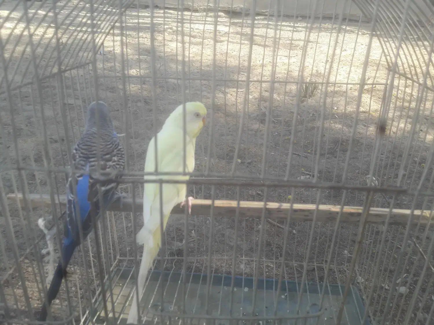 پرنده|پرنده|کنارک, |دیوار