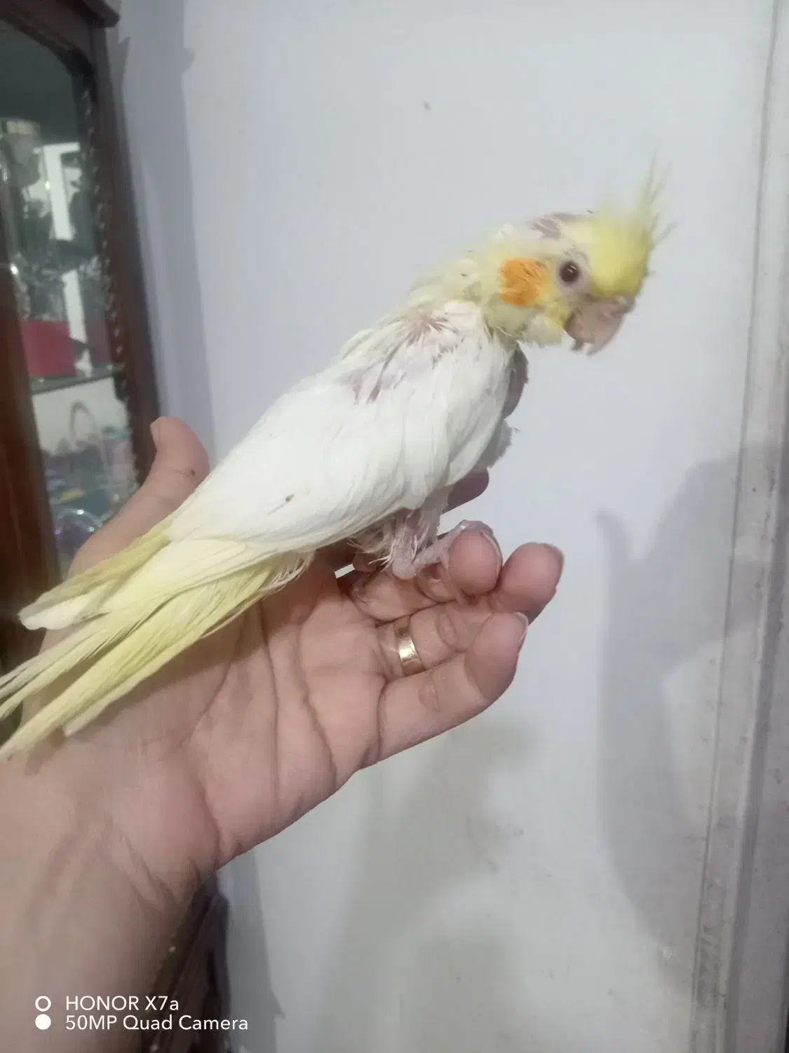 جوجه عروس هلندی دانه خور|پرنده|مشهد, انصار|دیوار