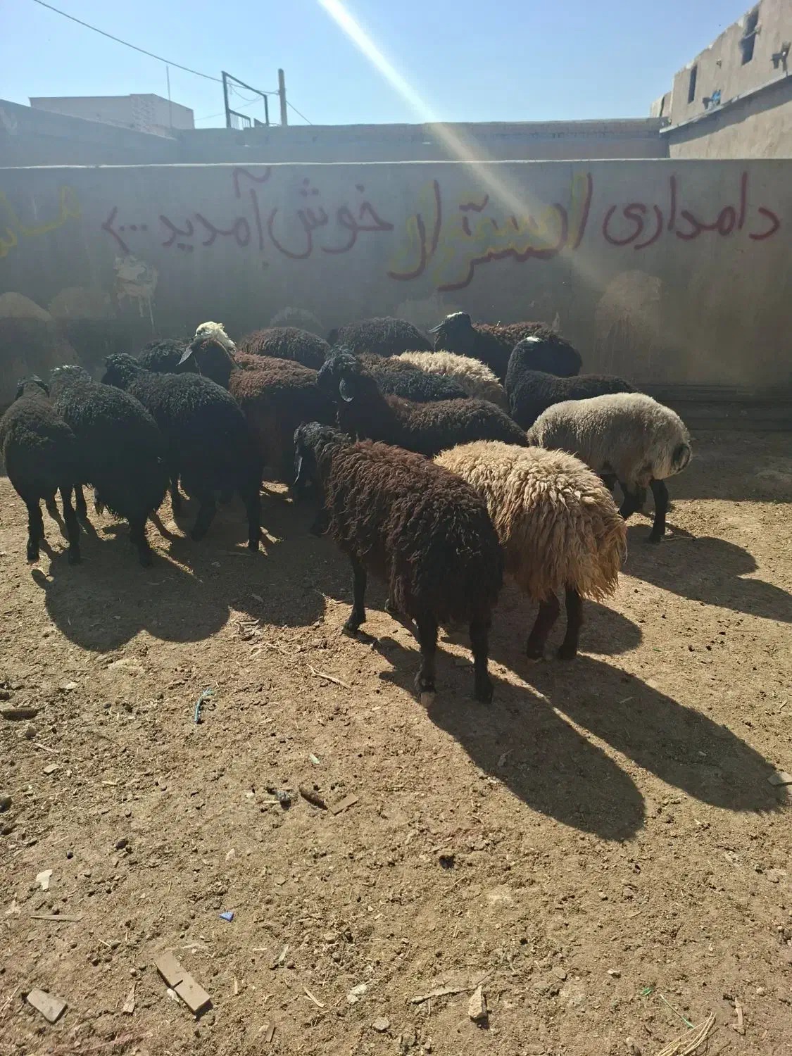 ۲۰ راس بره نر بومی دورگ|حیوانات مزرعه|سلفچگان, |دیوار