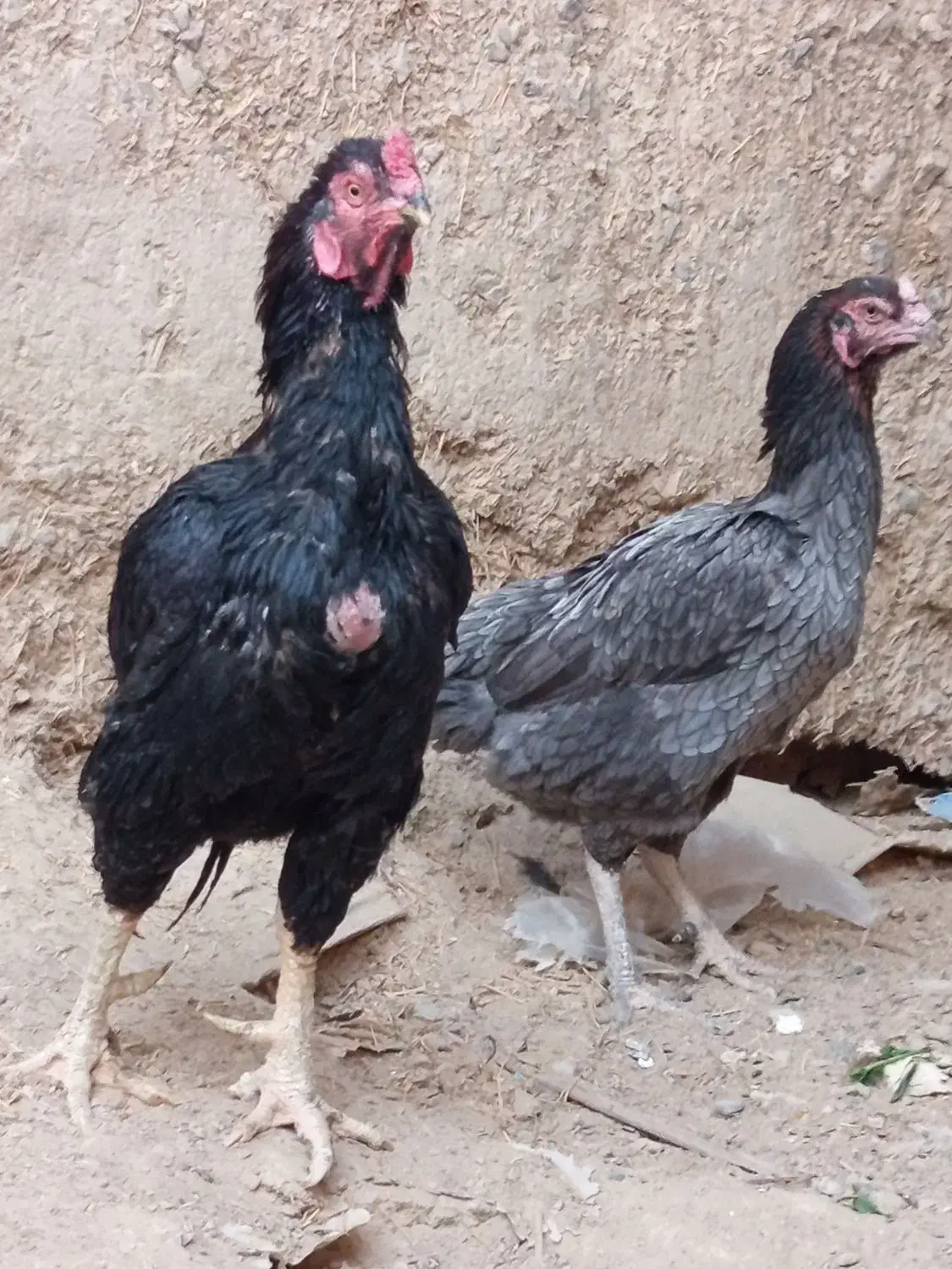 مرغ و خروس نسل دار ضمانتی|حیوانات مزرعه|مهرستان, |دیوار