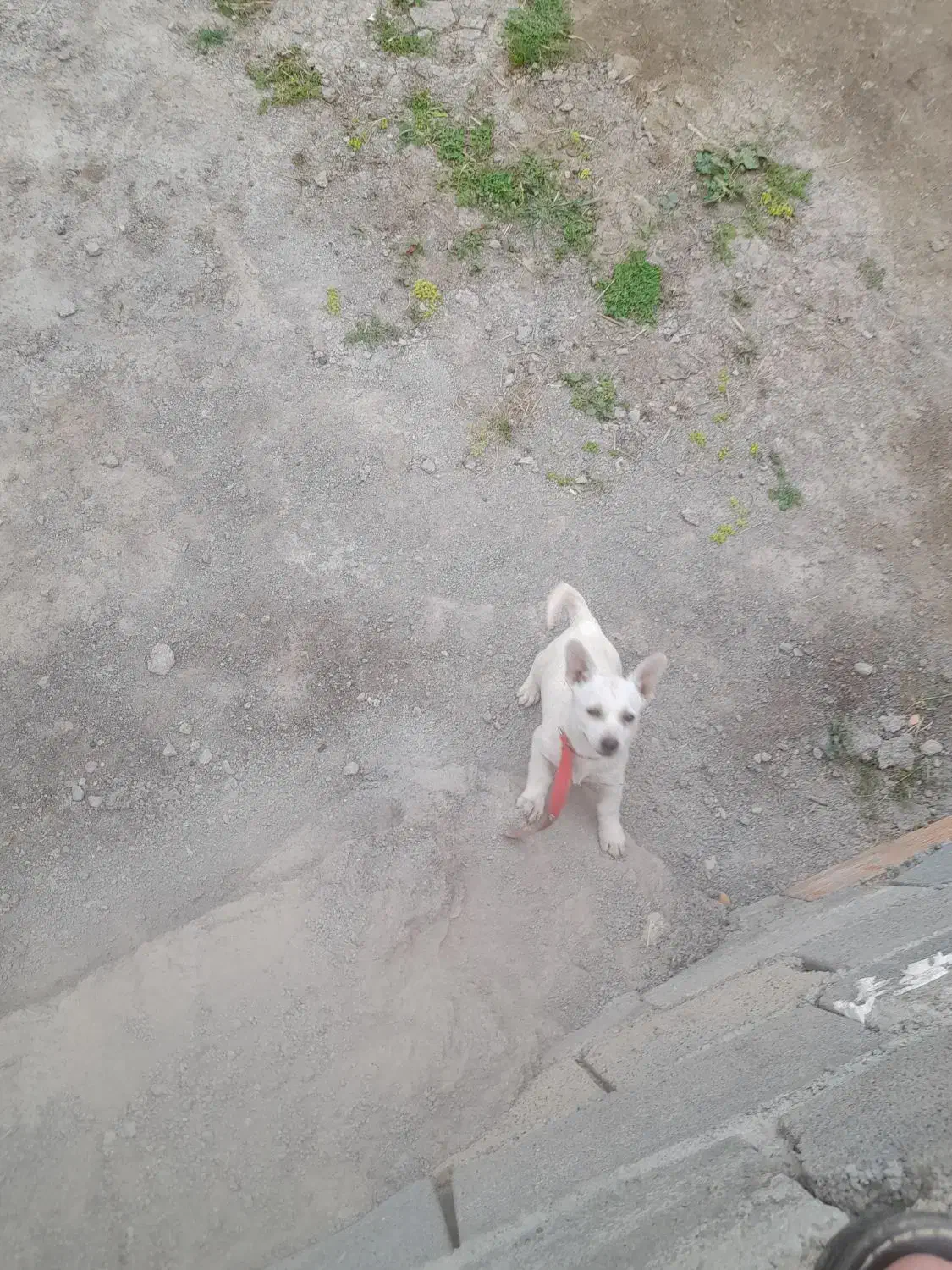 واگذاری توله|سگ|آق قلا, |دیوار