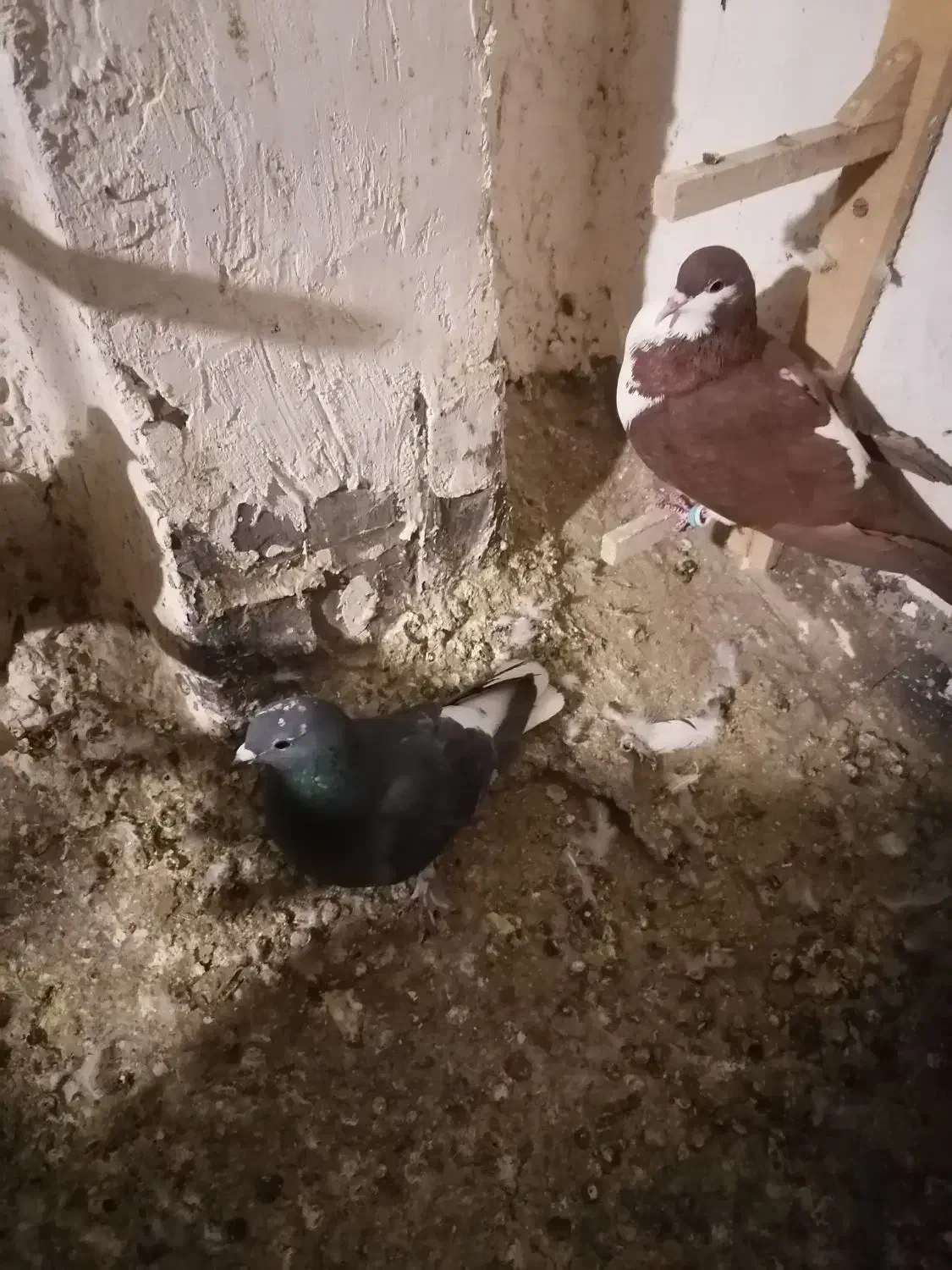 کبوتر|پرنده|نیشابور, شهرک اندیشه|دیوار