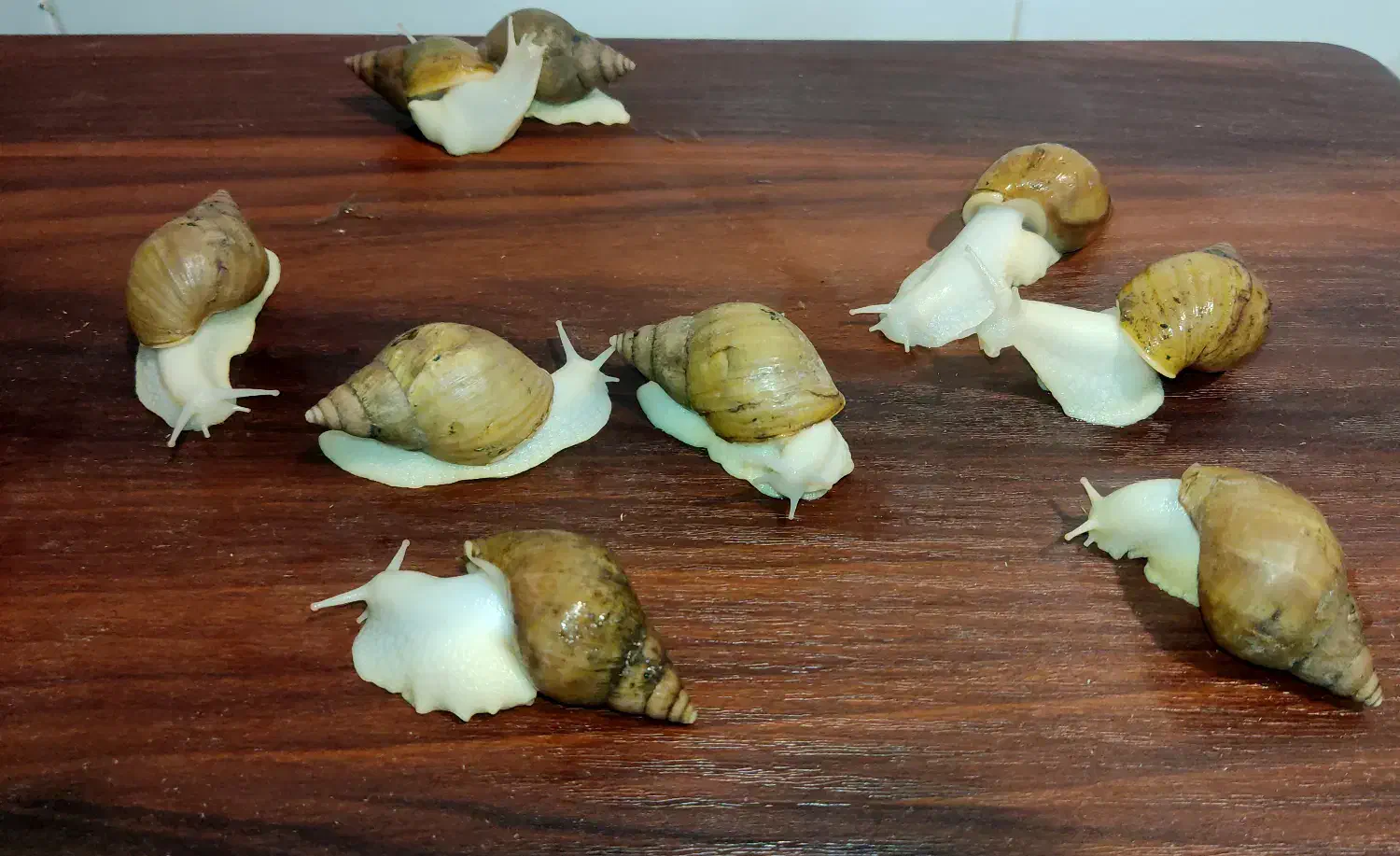 فروش فوری حلزون آچاتینا آلبینو قیمت خیلی پایین|خزنده|قم, باغ شریفی|دیوار