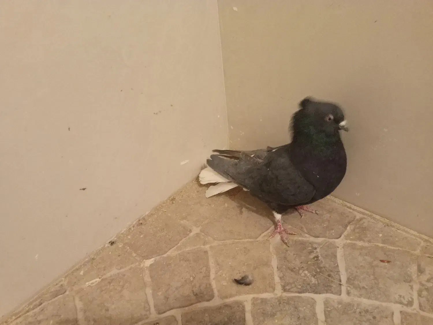 کفتر نقش|پرنده|نائین, |دیوار