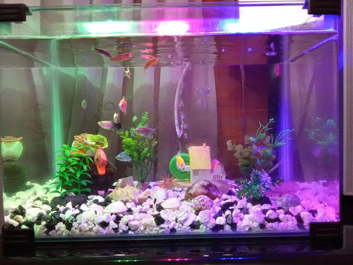 آکواریوم شرکتی لبه گرد|ماهی|تربت‌حیدریه, باغ سلطانی|دیوار