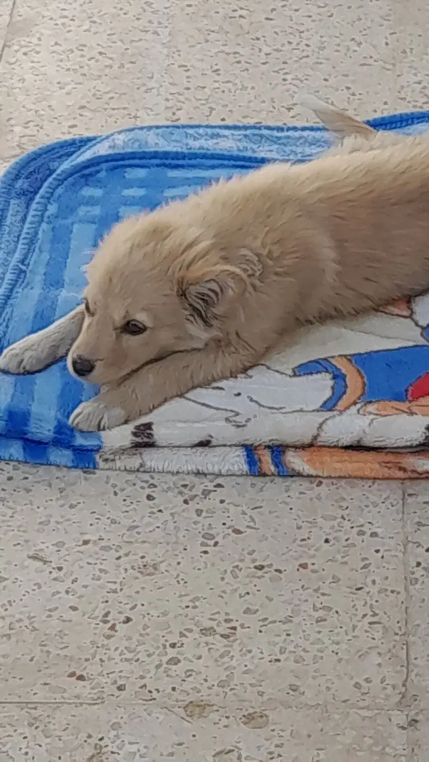 فروش سگ پامر|سگ|شیراز, گویم|دیوار