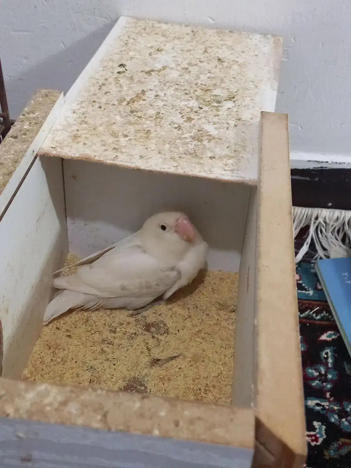 طوطی برزیلی|پرنده|مشگین شهر, |دیوار