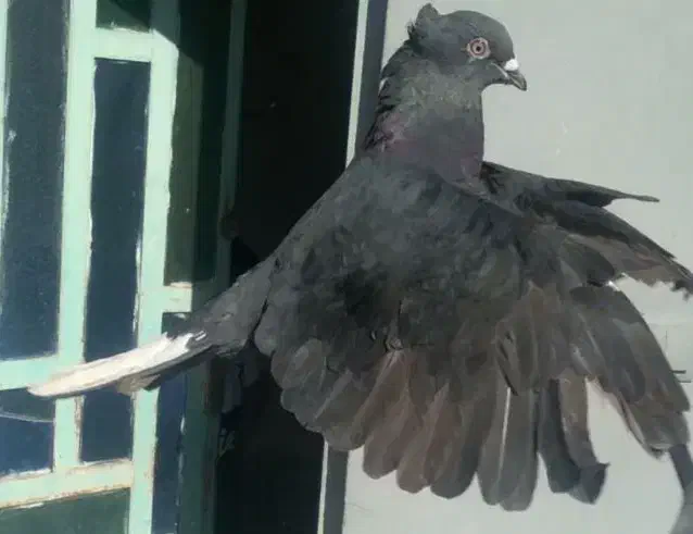 اشعل ماده|پرنده|ایذه, |دیوار