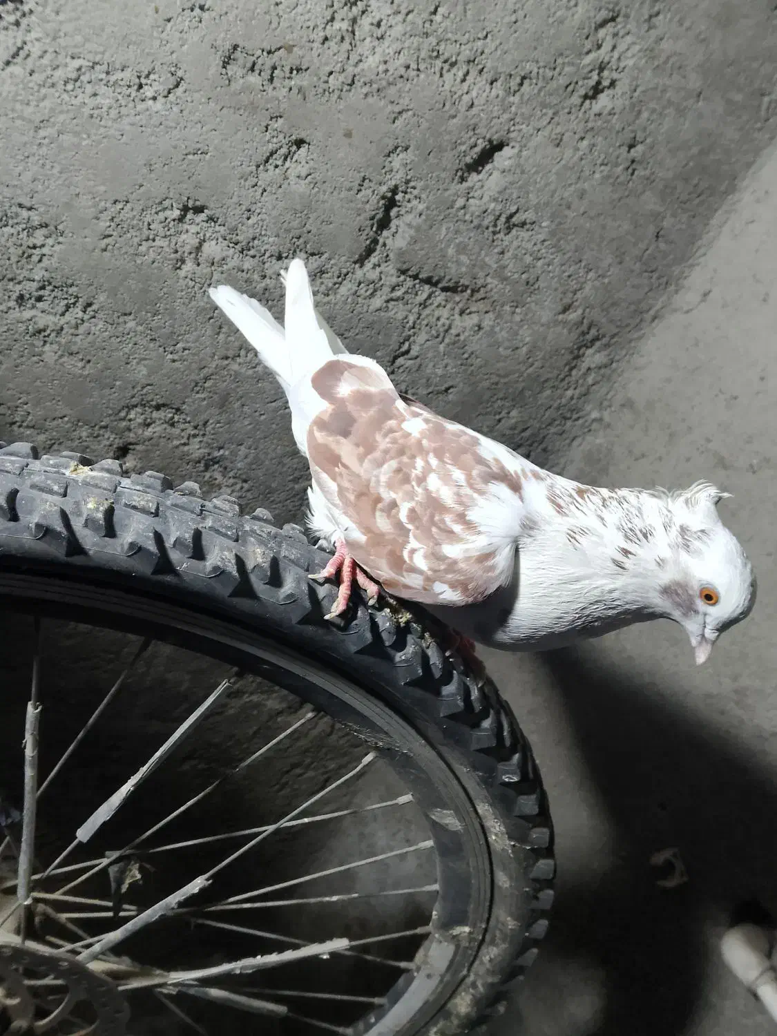 کبوتر رفتنی|پرنده|انزل, |دیوار