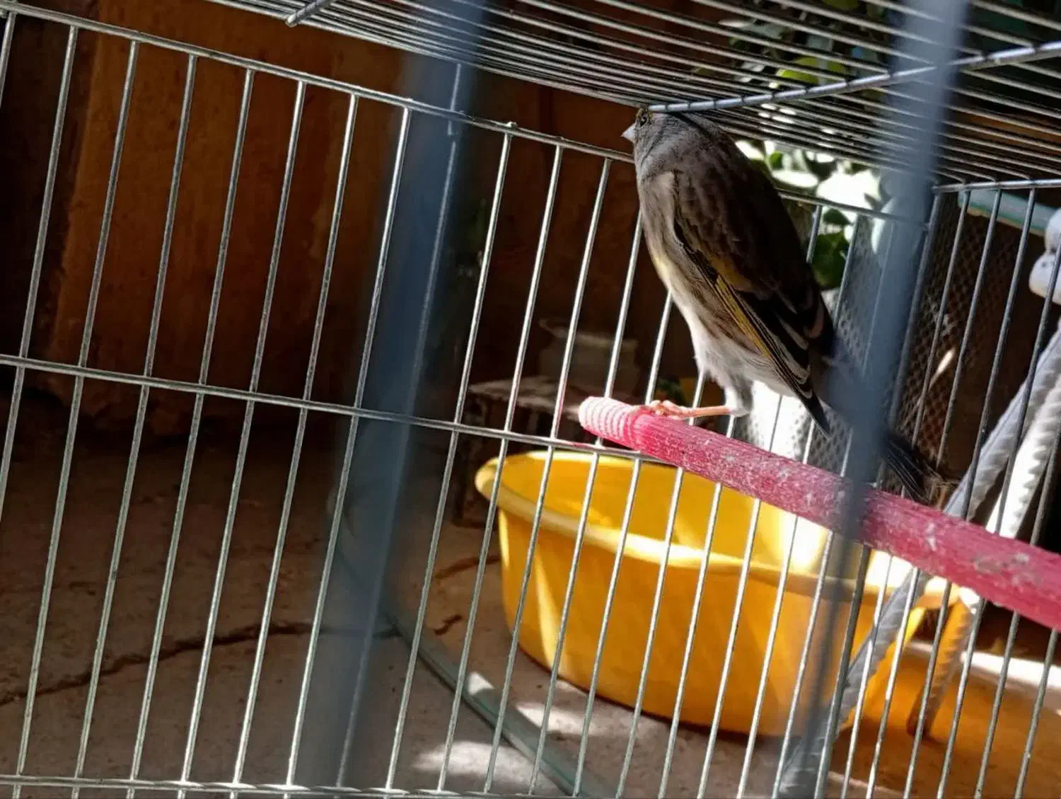 سهره قناری ماده|پرنده|بروجرد, |دیوار