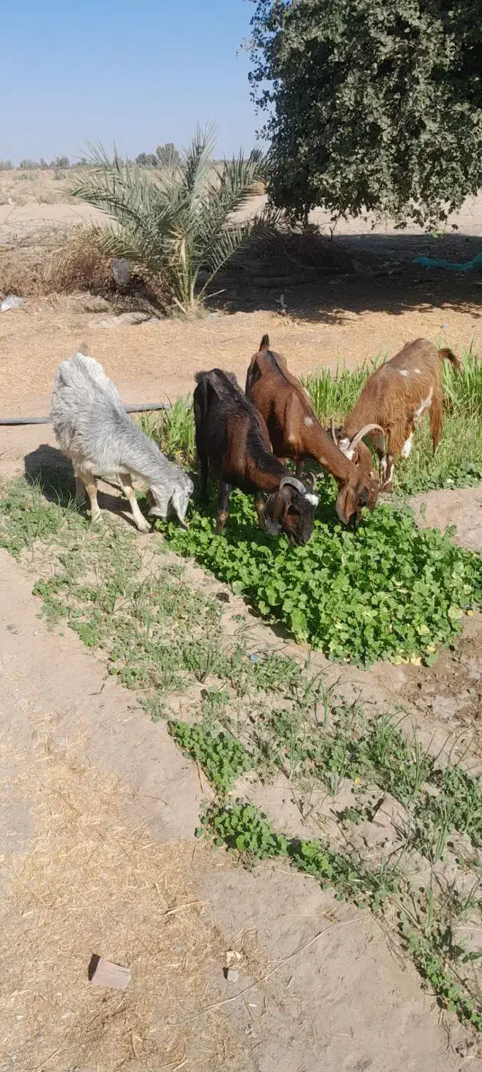 بز ابستن|حیوانات مزرعه|جیرفت, |دیوار