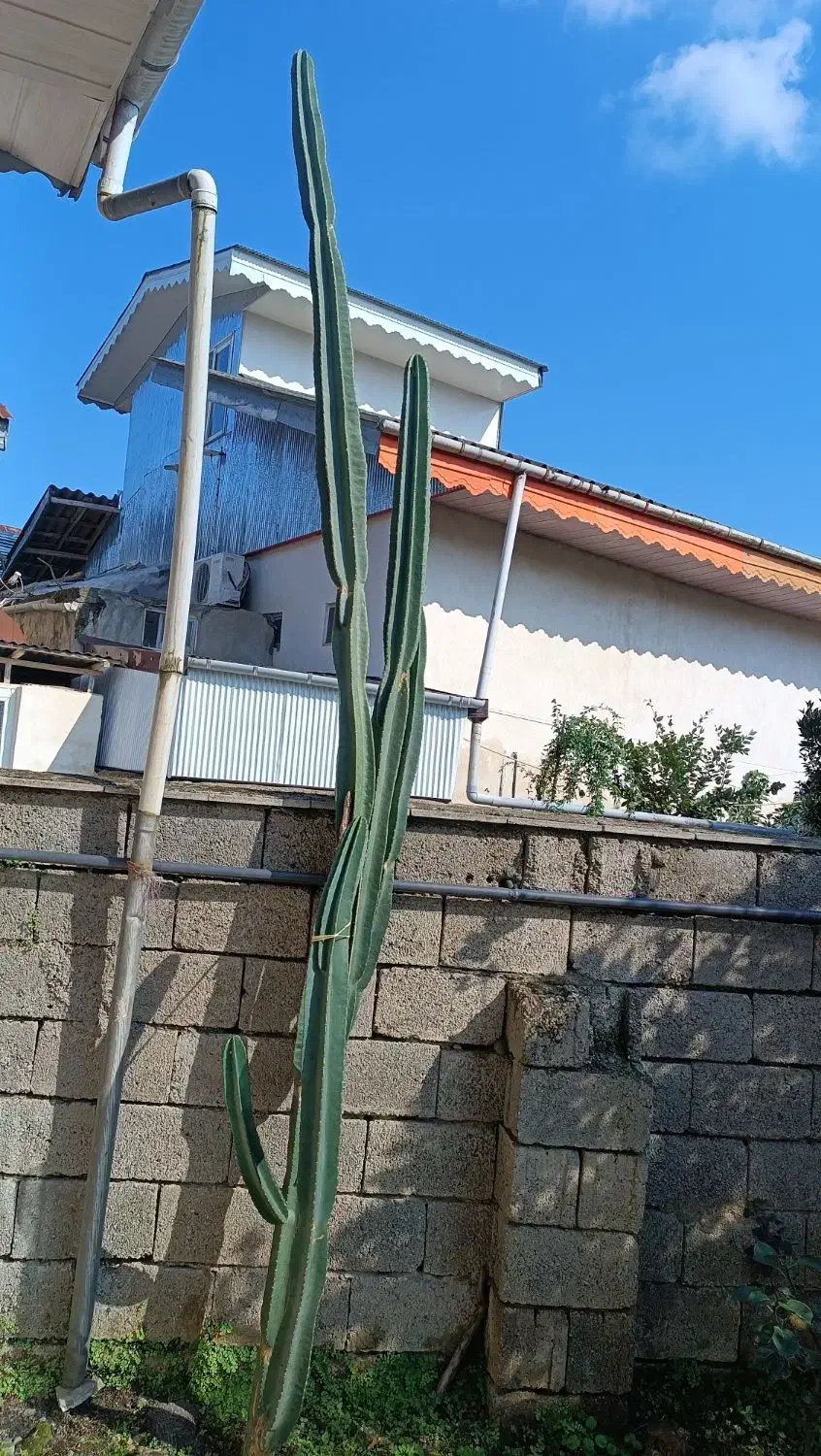 کاکتوس درختی|گل و گیاه طبیعی|شلمان, |دیوار