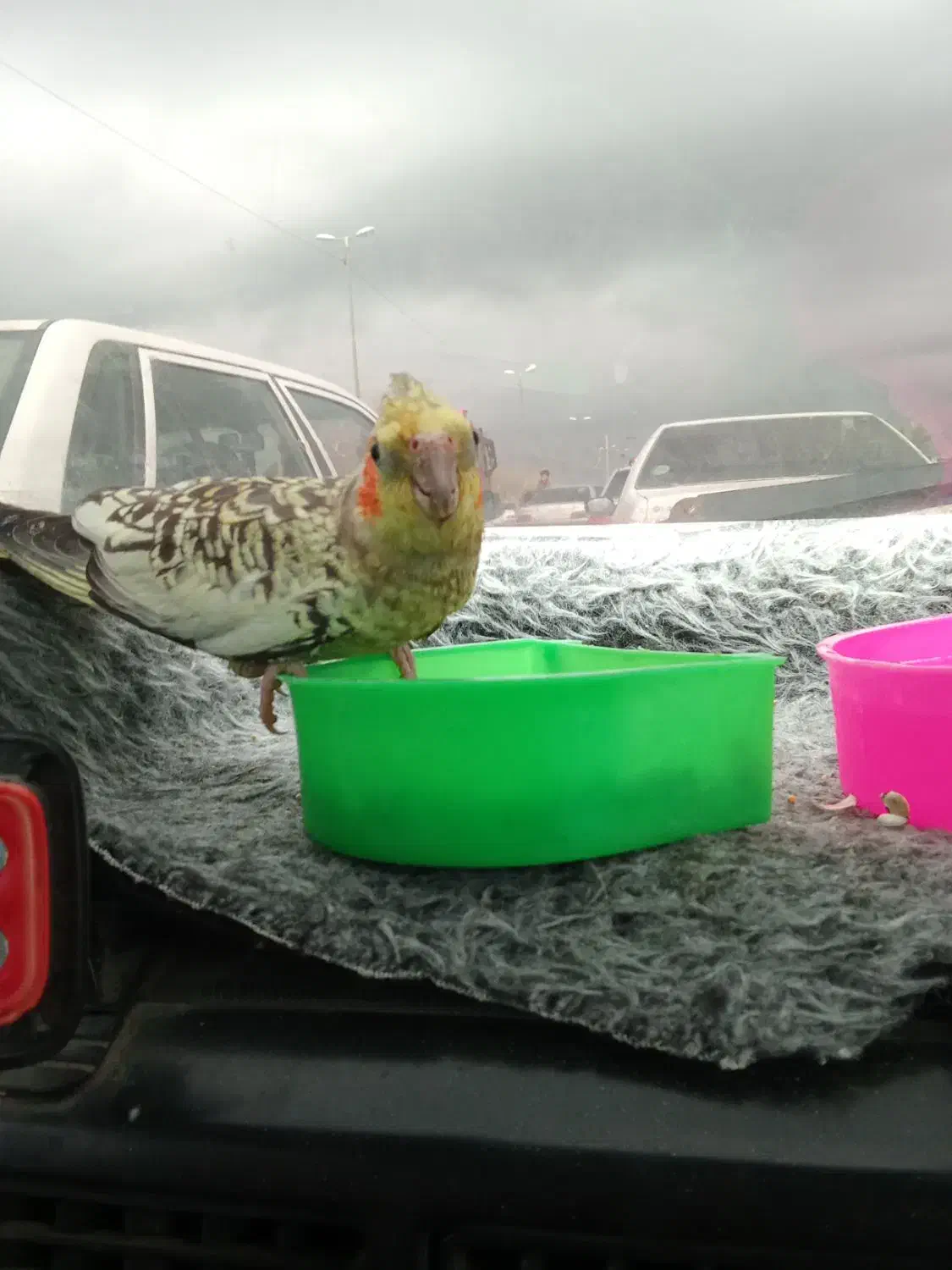 پرنده عروس هلندی|حیوانات|میناب, |دیوار