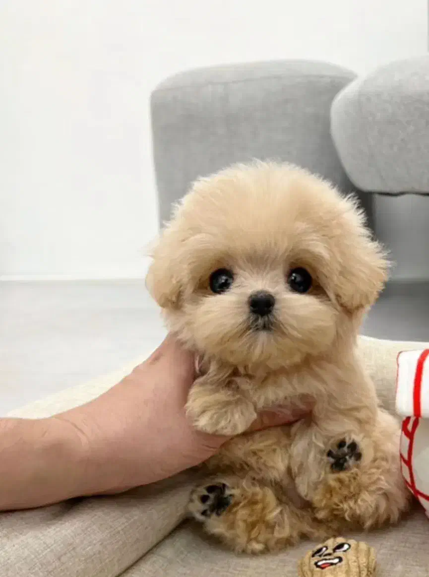 پت فینگیلی|سگ|بندرعباس, |دیوار