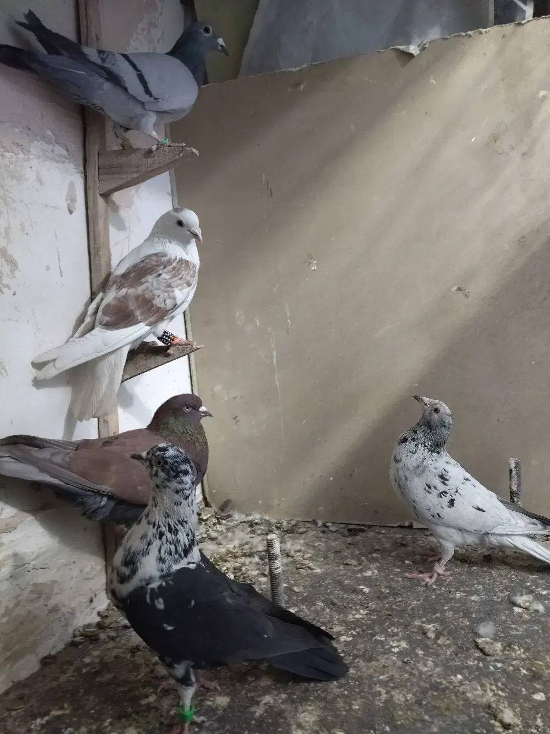 کفتر بوم|پرنده|مشهد, کوشش|دیوار