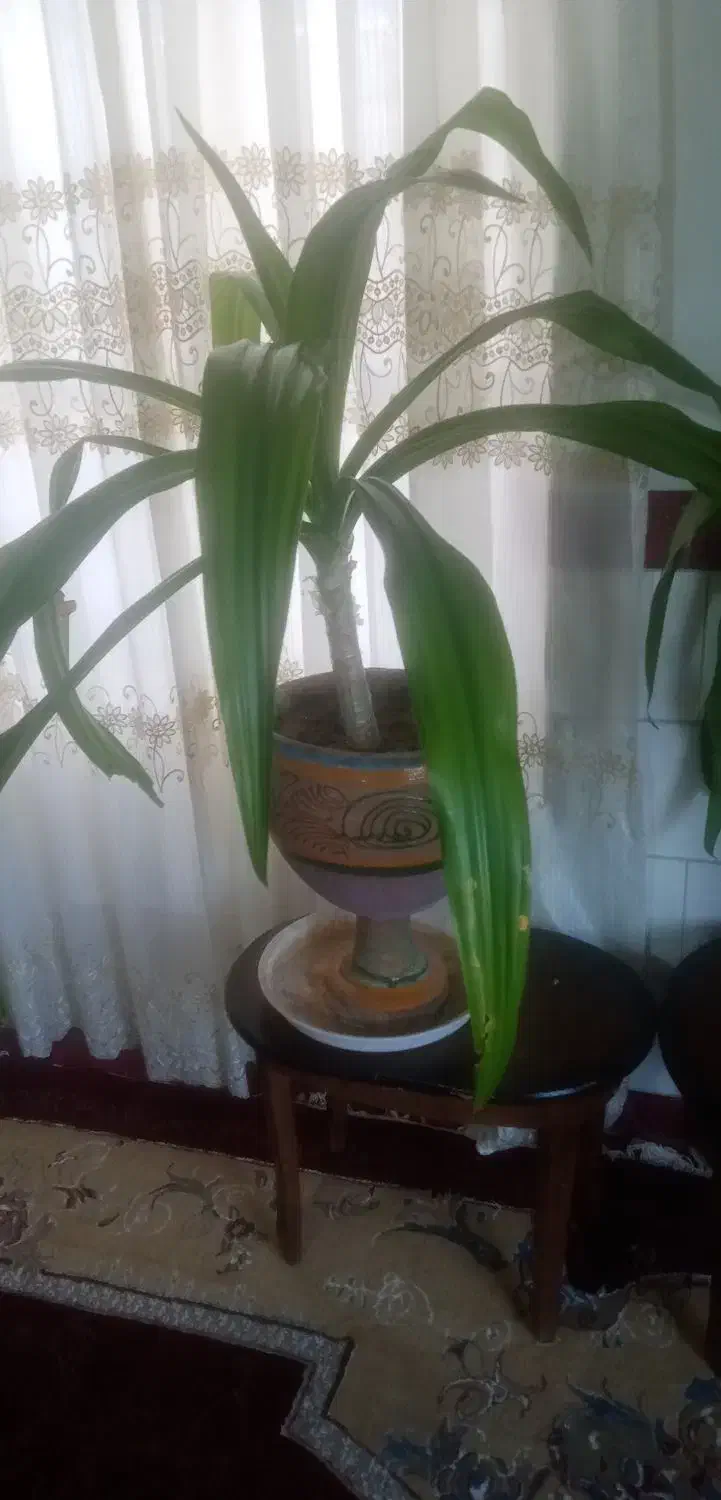 گل موزی|گل و گیاه طبیعی|یزدان شهر, |دیوار