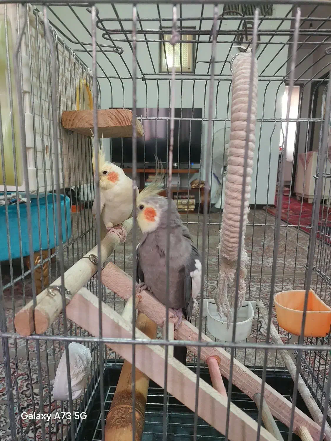 معاوضه یا فروش عروس هلندی مولد همراه جوجه هاش|پرنده|تهران, مشیریه|دیوار