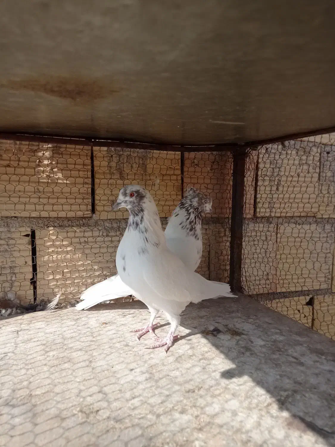 کبوتر|پرنده|میبد, |دیوار