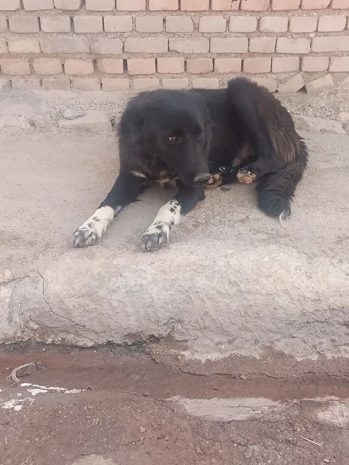 سگ قدرجونی|سگ|پلدختر, |دیوار